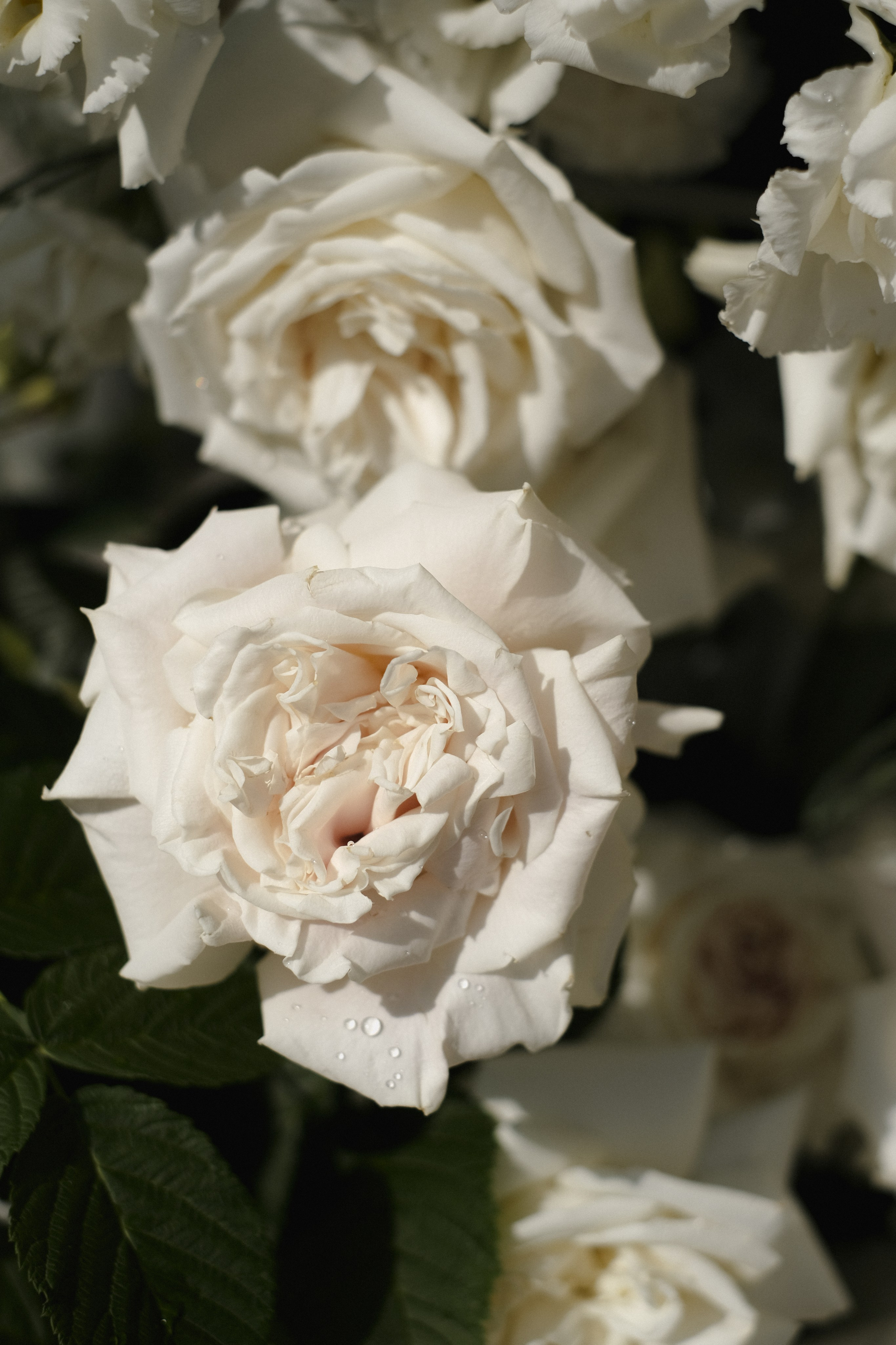 Шахноза и Мурад. Селиванова Виктория свадебный фотограф