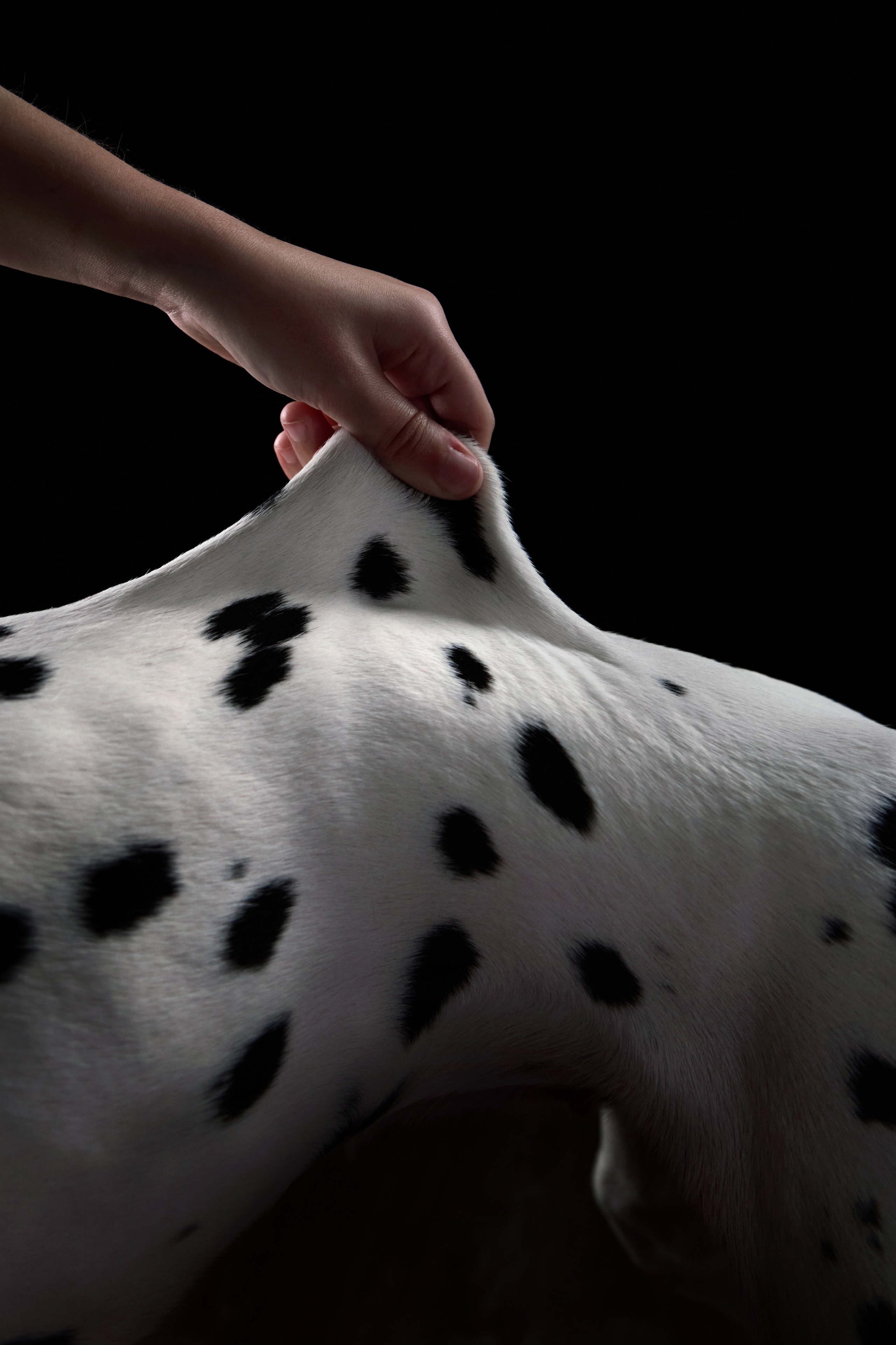 Dalmatian Form. Dog Photographer Anna Averianova | Art & Commercial Pet Photography
