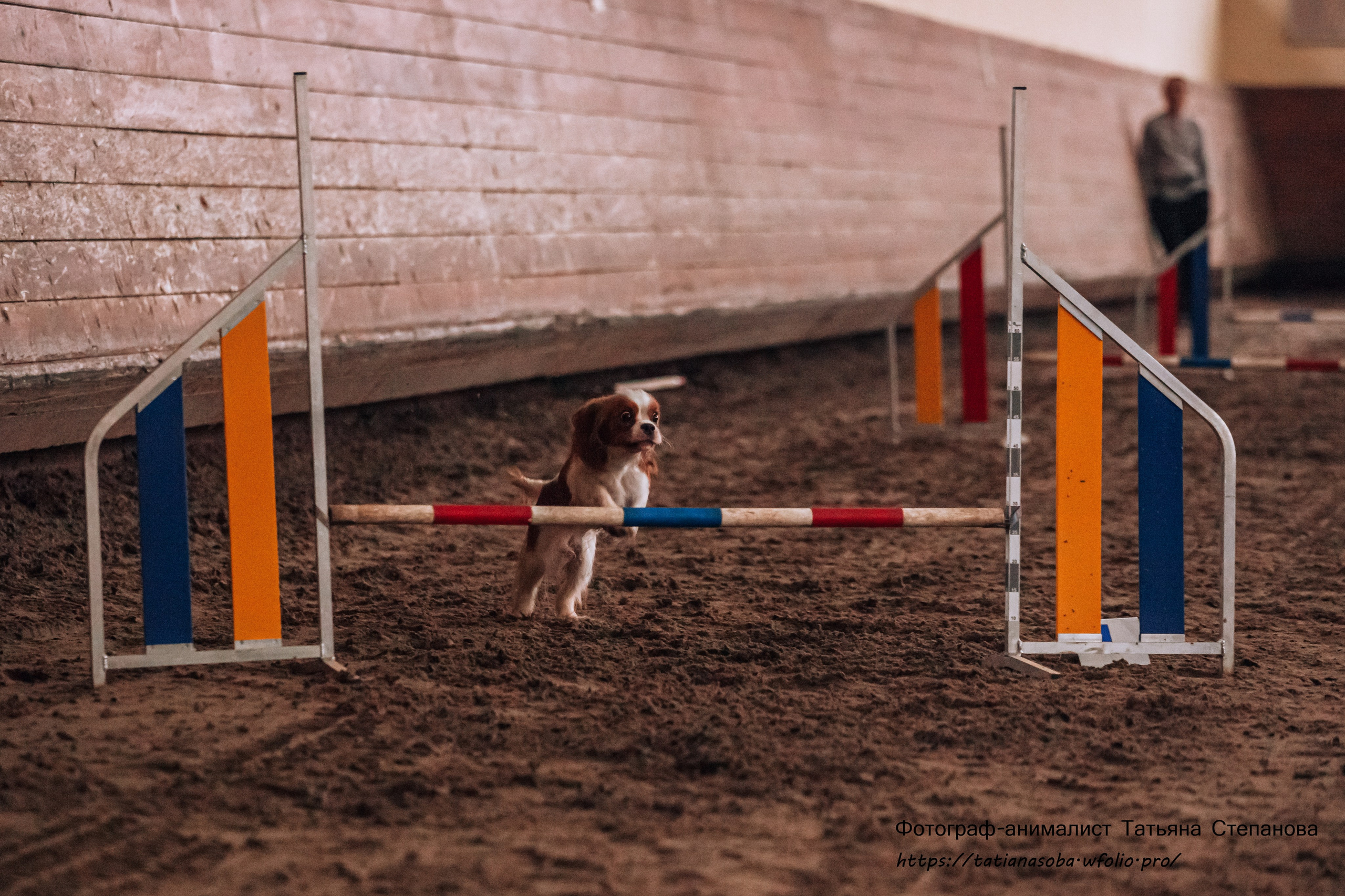 Соревнования по Аджилити 25.02.2024. Фотограф-анималист Татьяна Степанова