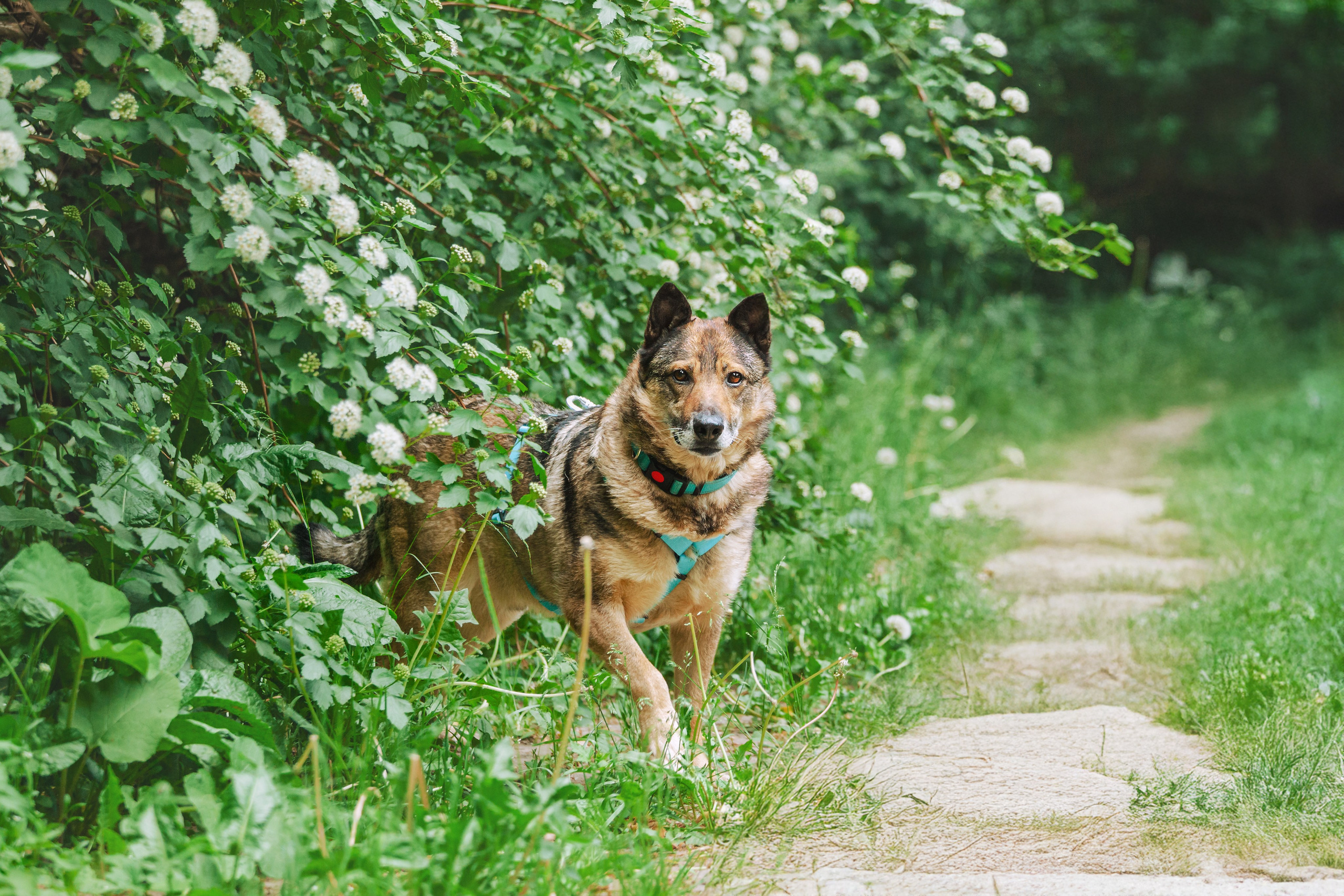 Собаки из приюта Дубовая роща лето 2025. Фотограф-анималист Татьяна Степанова