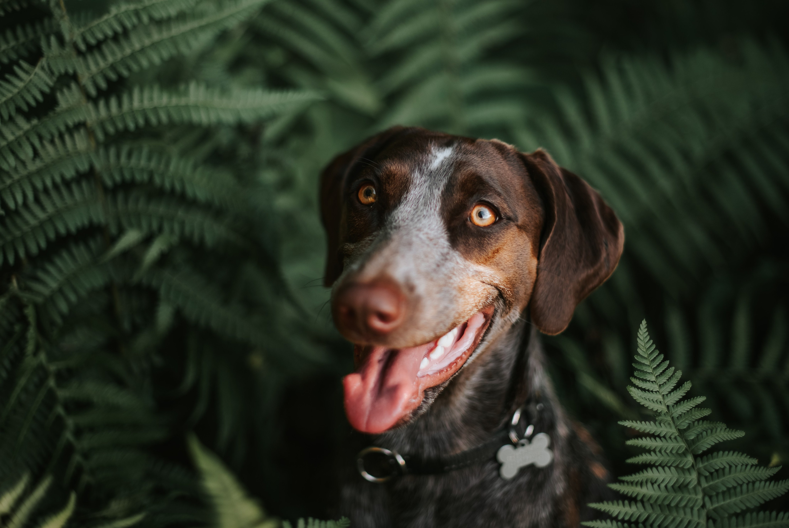 Фотограф-анималист Валерия, Москва, Мытищи