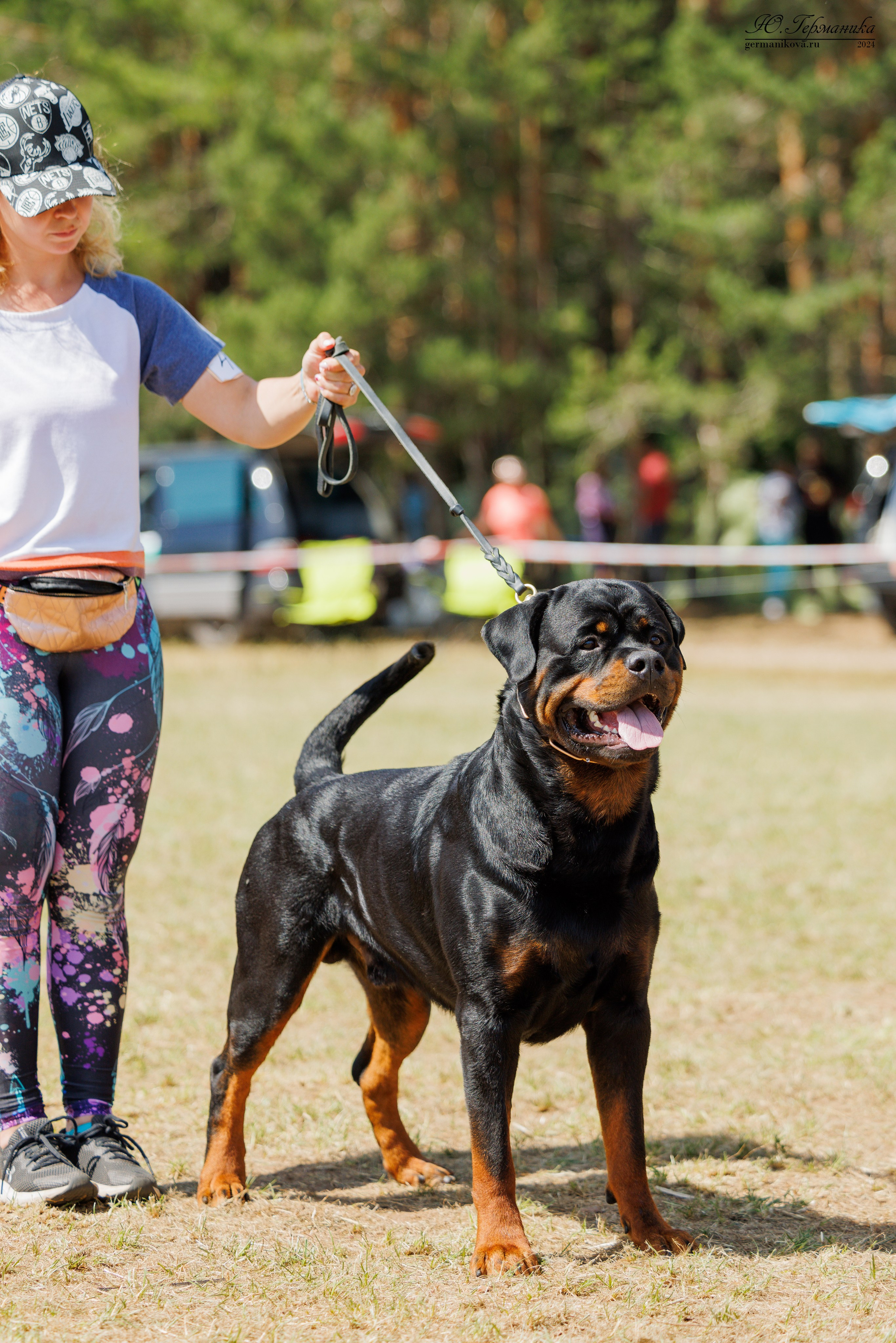 ПК и КЧК ротвейлеры Тверь 6-7.07.2024. Фотограф-анималист Юлия Германика