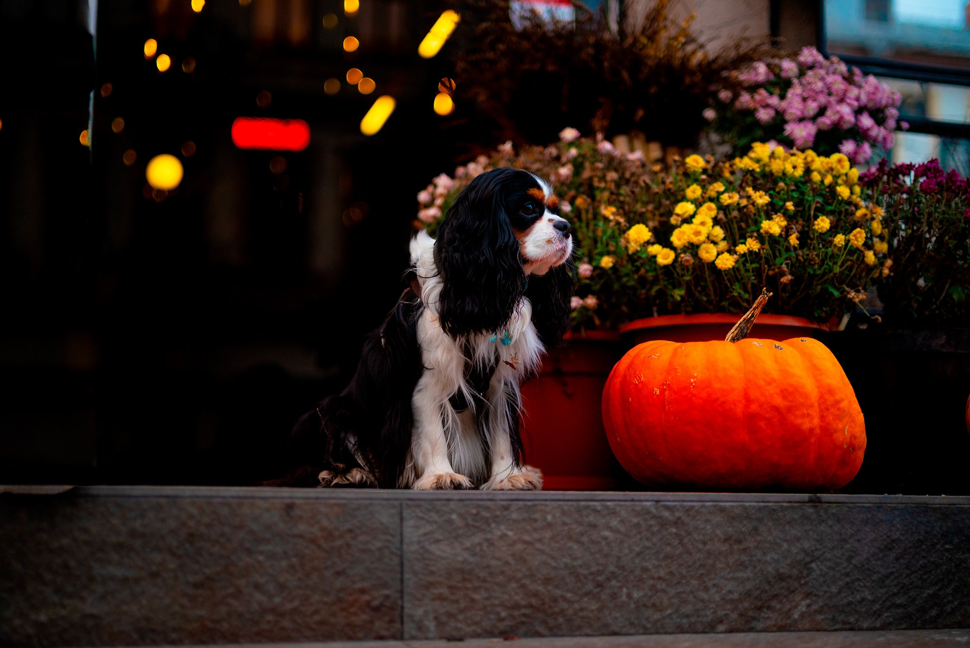 Арни — Минск — Ноябрь 2025. Фотограф — анималист RISHELL PHOTO