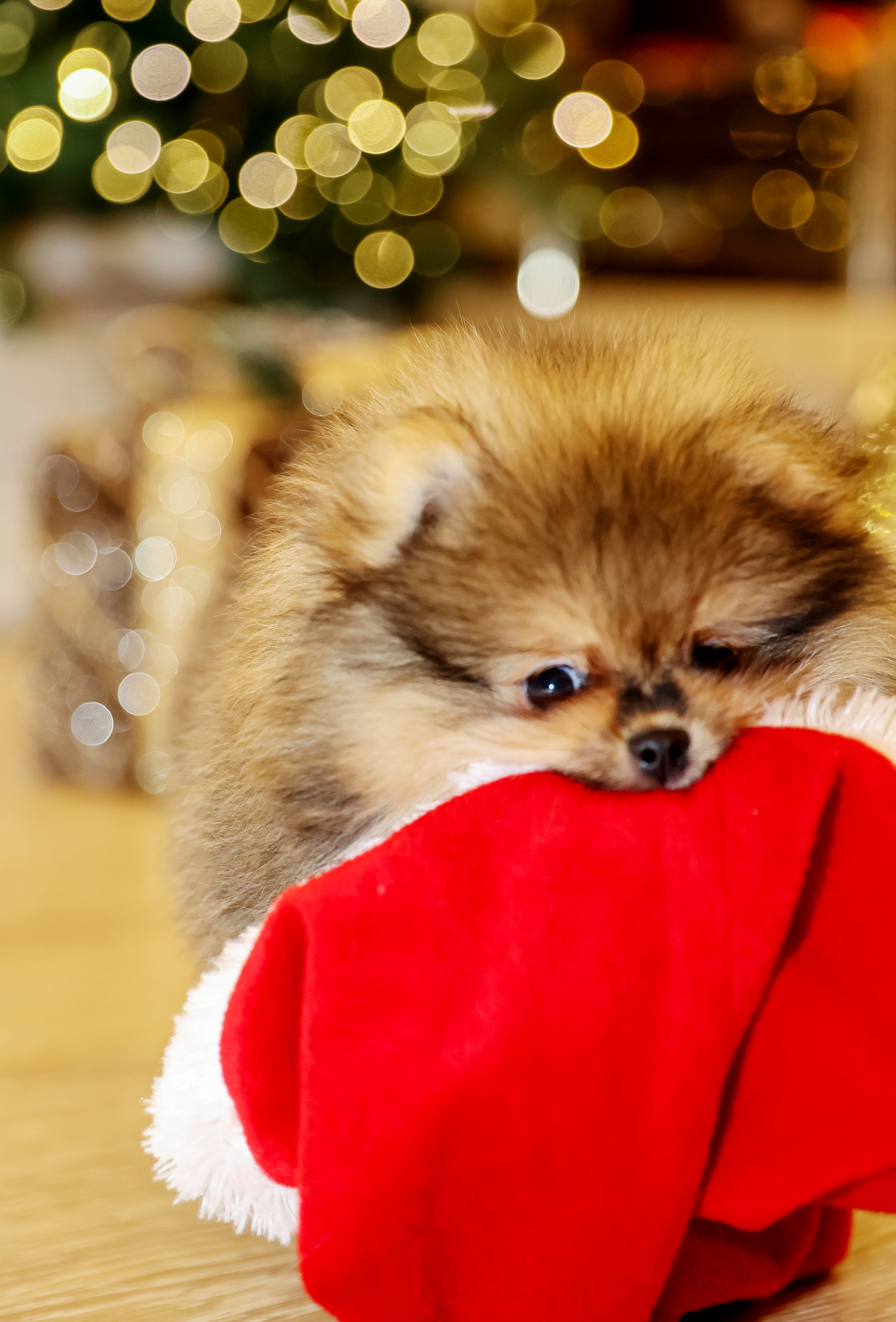 Съемка щенков шпица. Фотограф — Татьяна Кириллова, г. Санкт-Петербург