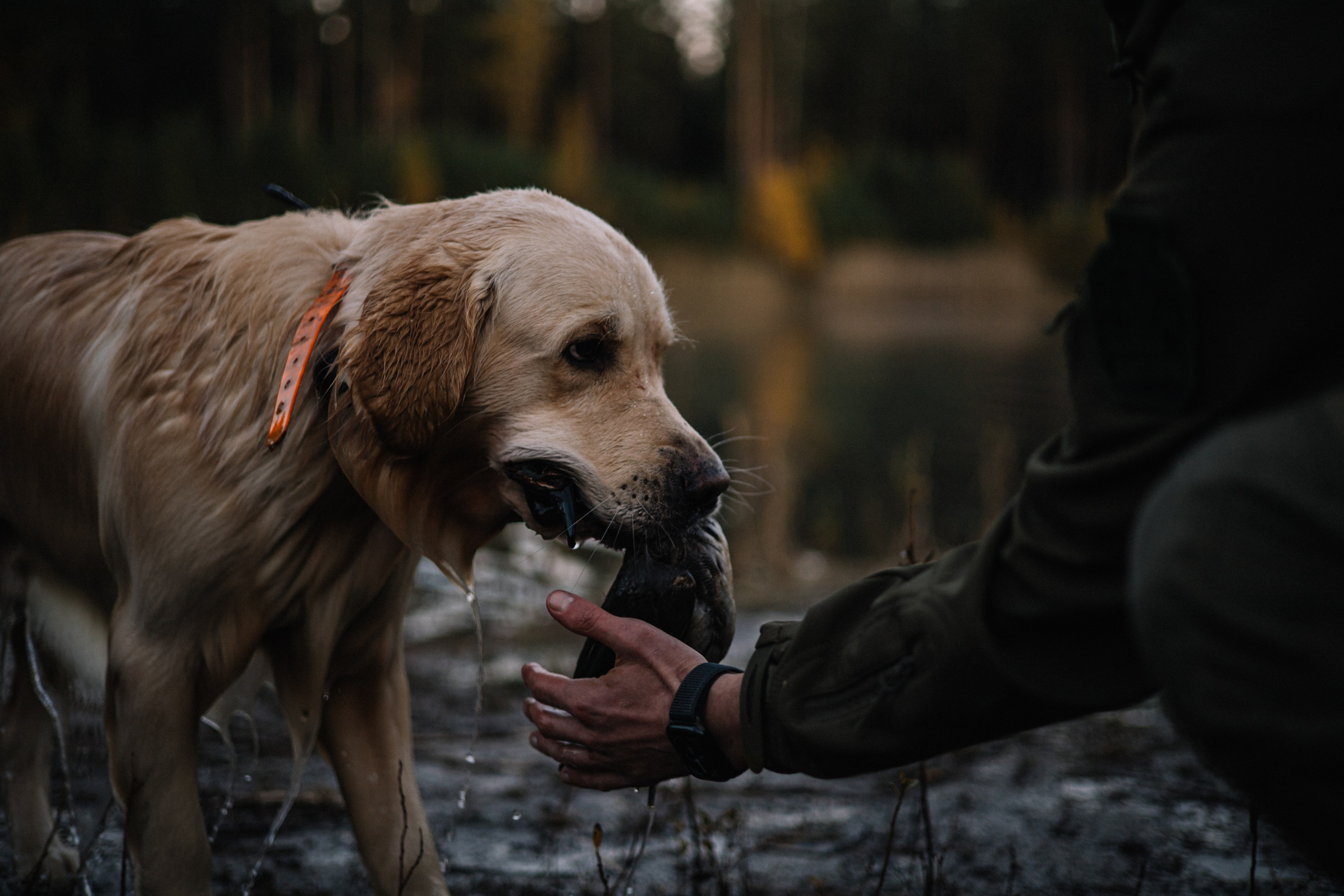 Для охотника