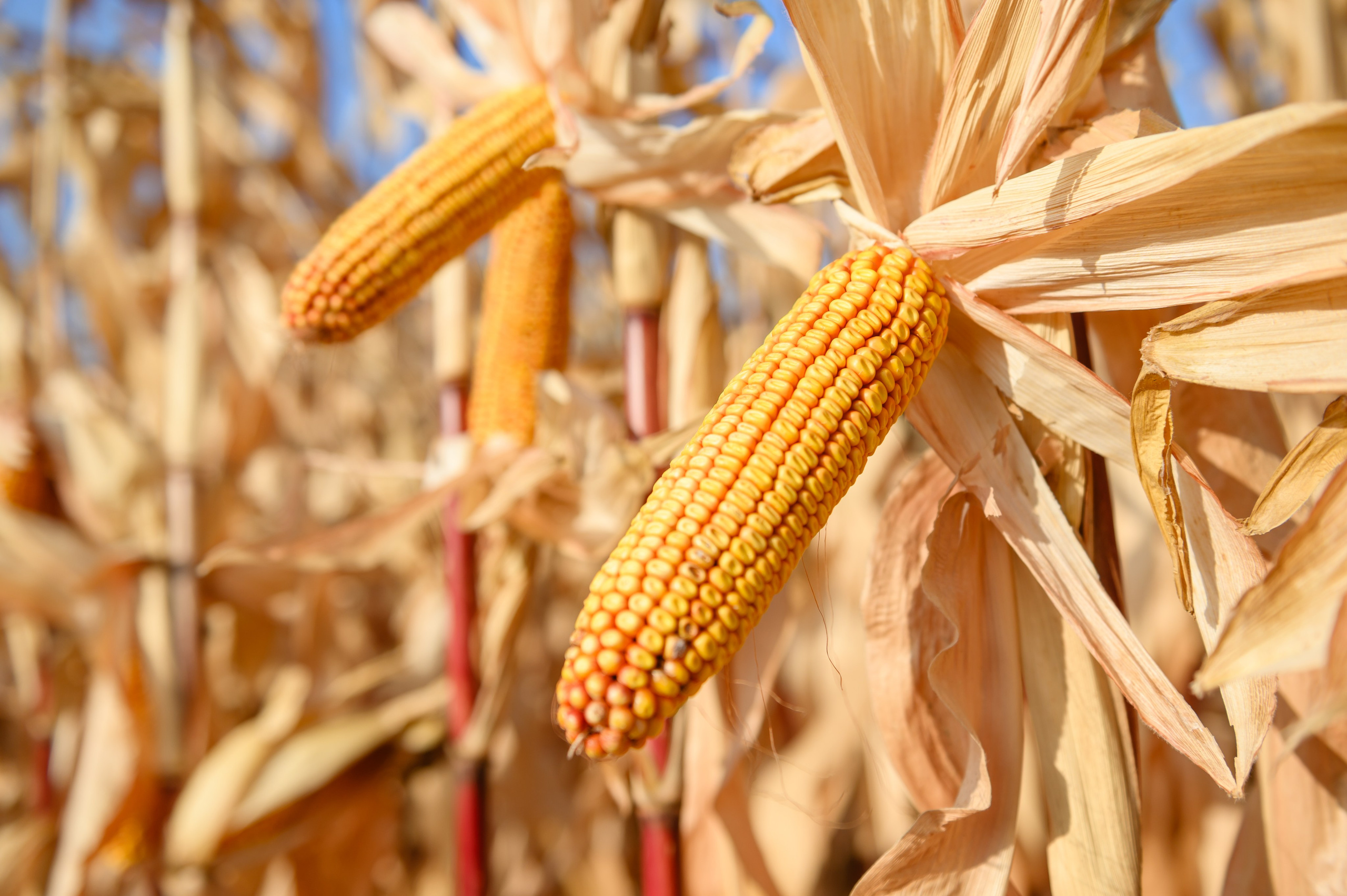 Проекты. Профессиональный фотограф Вячеслав Плацында | Липецк |