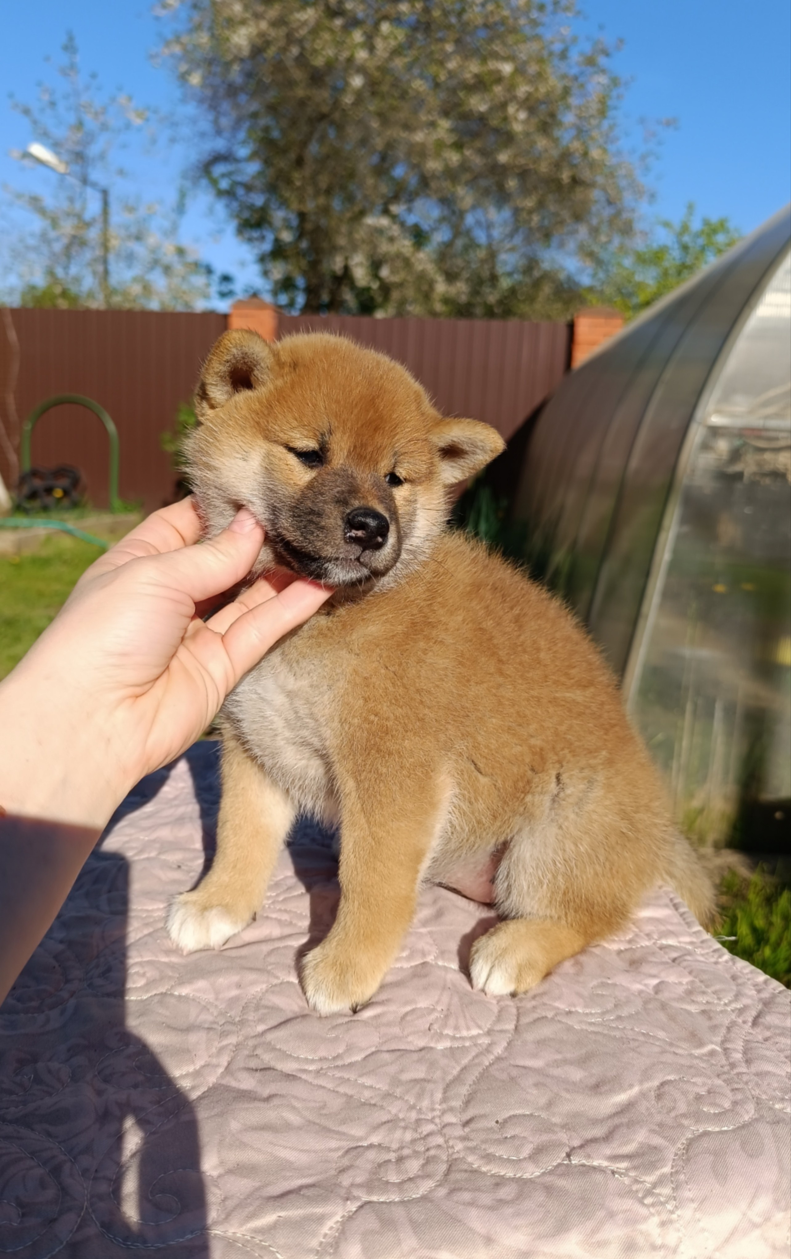 сиба питомник Рубилайт щенки на продажу rubylight  сиба щенки купить СПб Санкт-Петербург