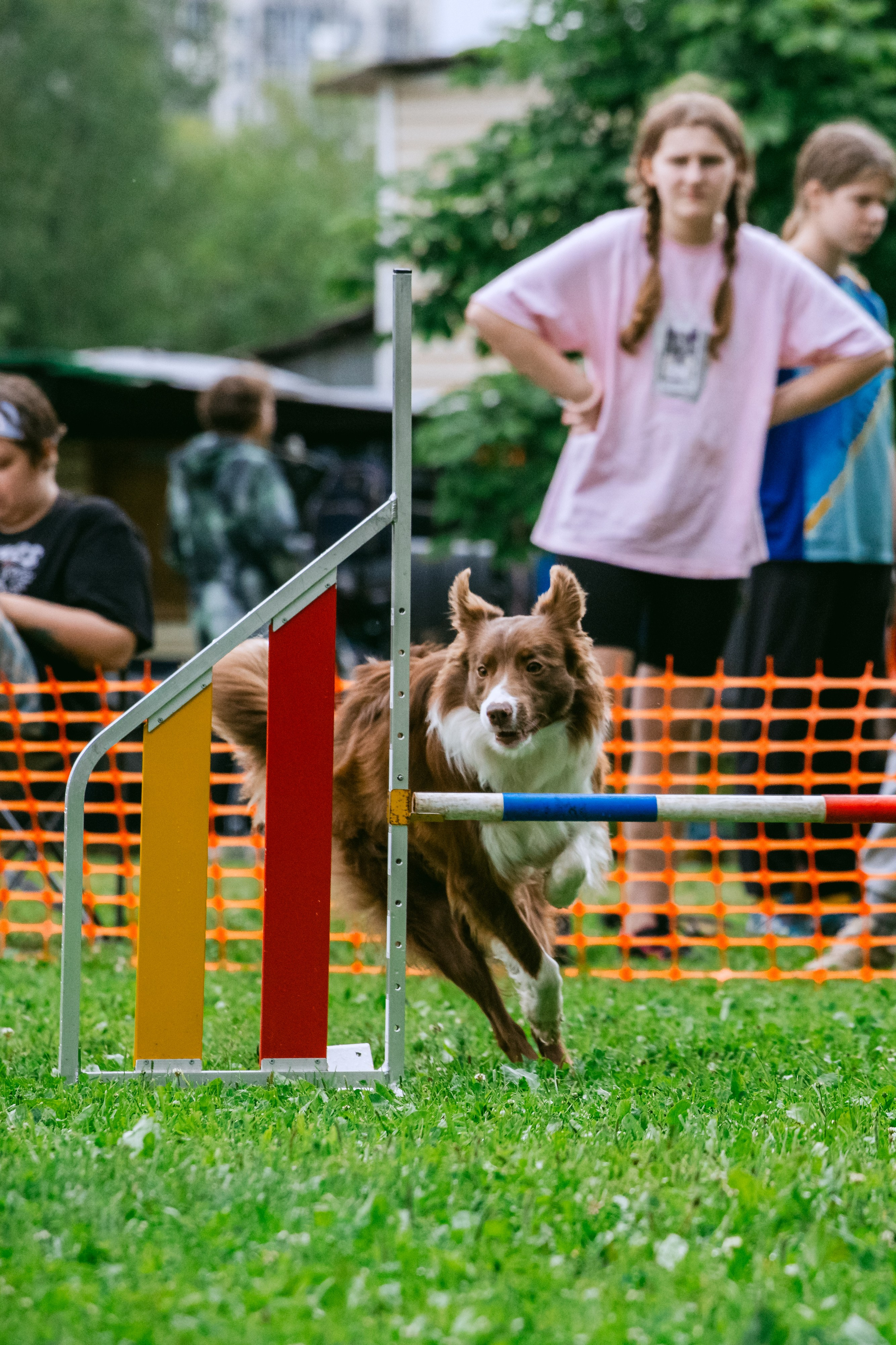 Соревнования по аджилити Долгопрудный 30.06.2025. Фотограф-анималист Татьяна Степанова
