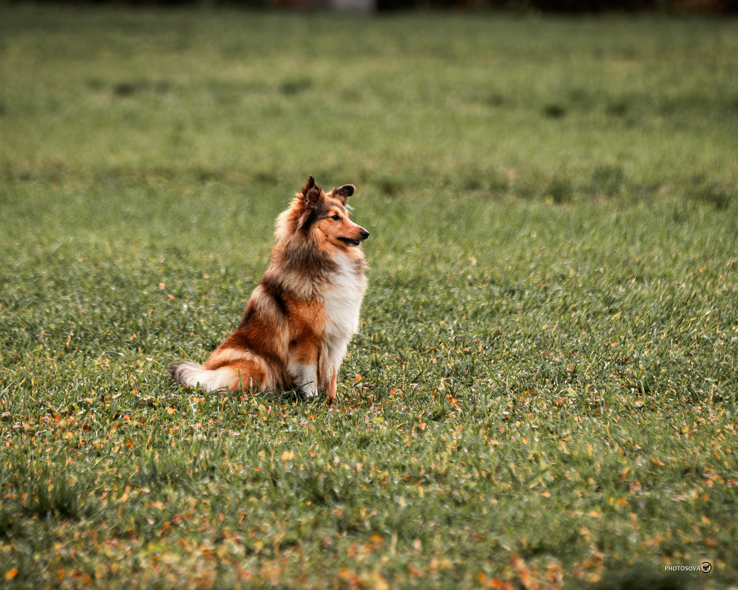 МЫ — КОМАНДА (соревнования) OKD, BH, IBGH, IGP. Фотограф-анималист, семейный фотограф в Москве и Подмосковье. Фотосъёмка кинологических дисциплин