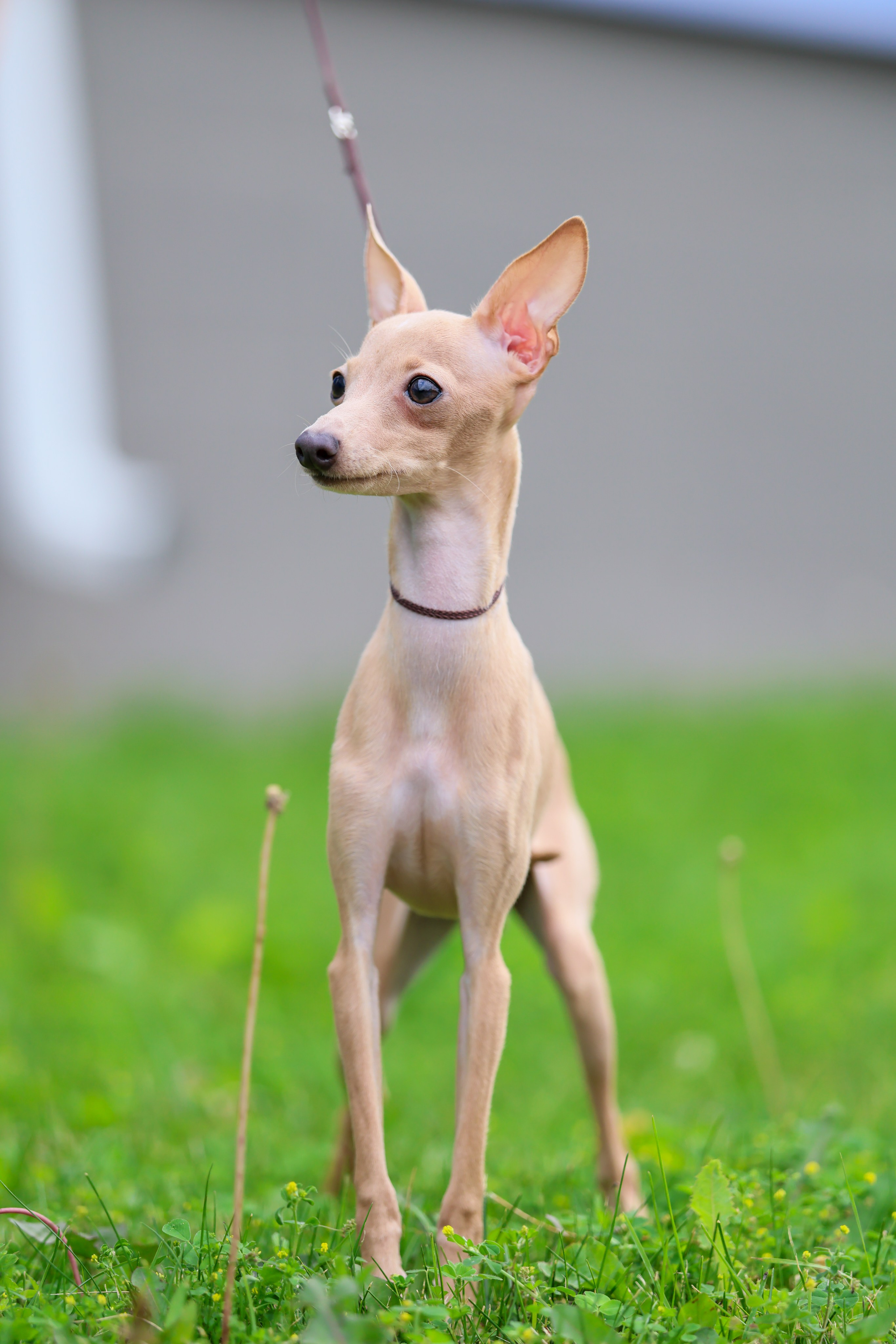 Кремовая Лекси. Professional Italian Greyhound Kennel RKF/FCI ASTI SAPPHIRE 💎 Sochi|St. Petersburg