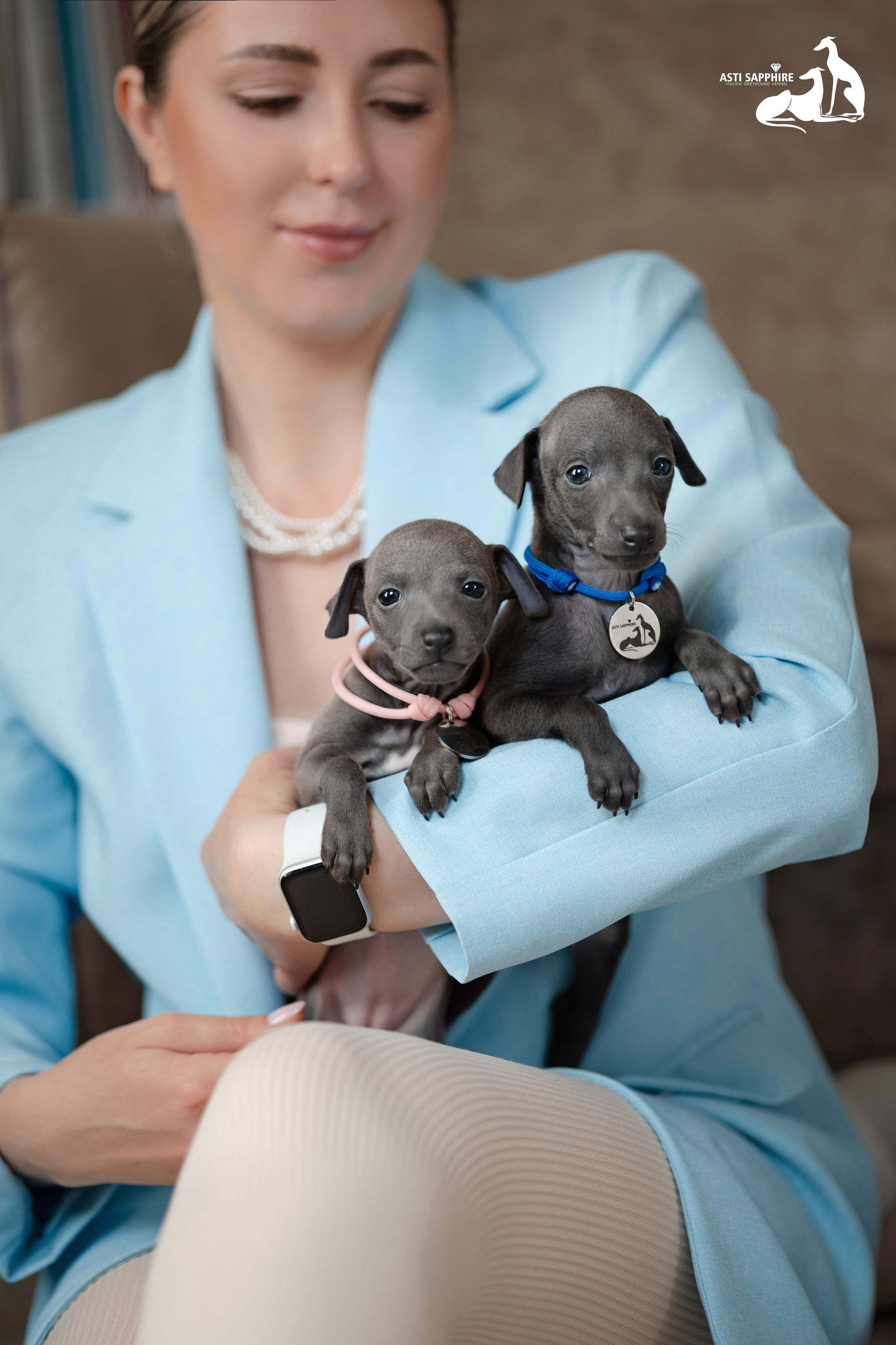 Весенние крошки. Professional Italian Greyhound Kennel RKF/FCI ASTI SAPPHIRE 💎 Sochi|St. Petersburg
