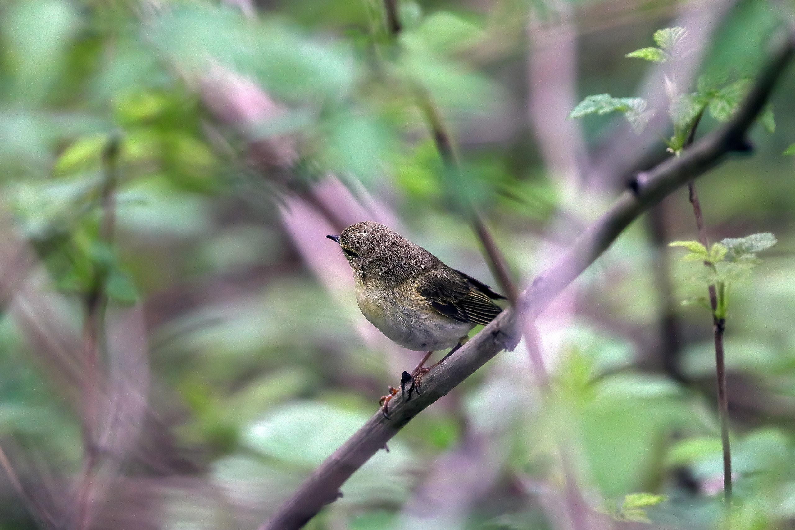 Пеночка-теньковка