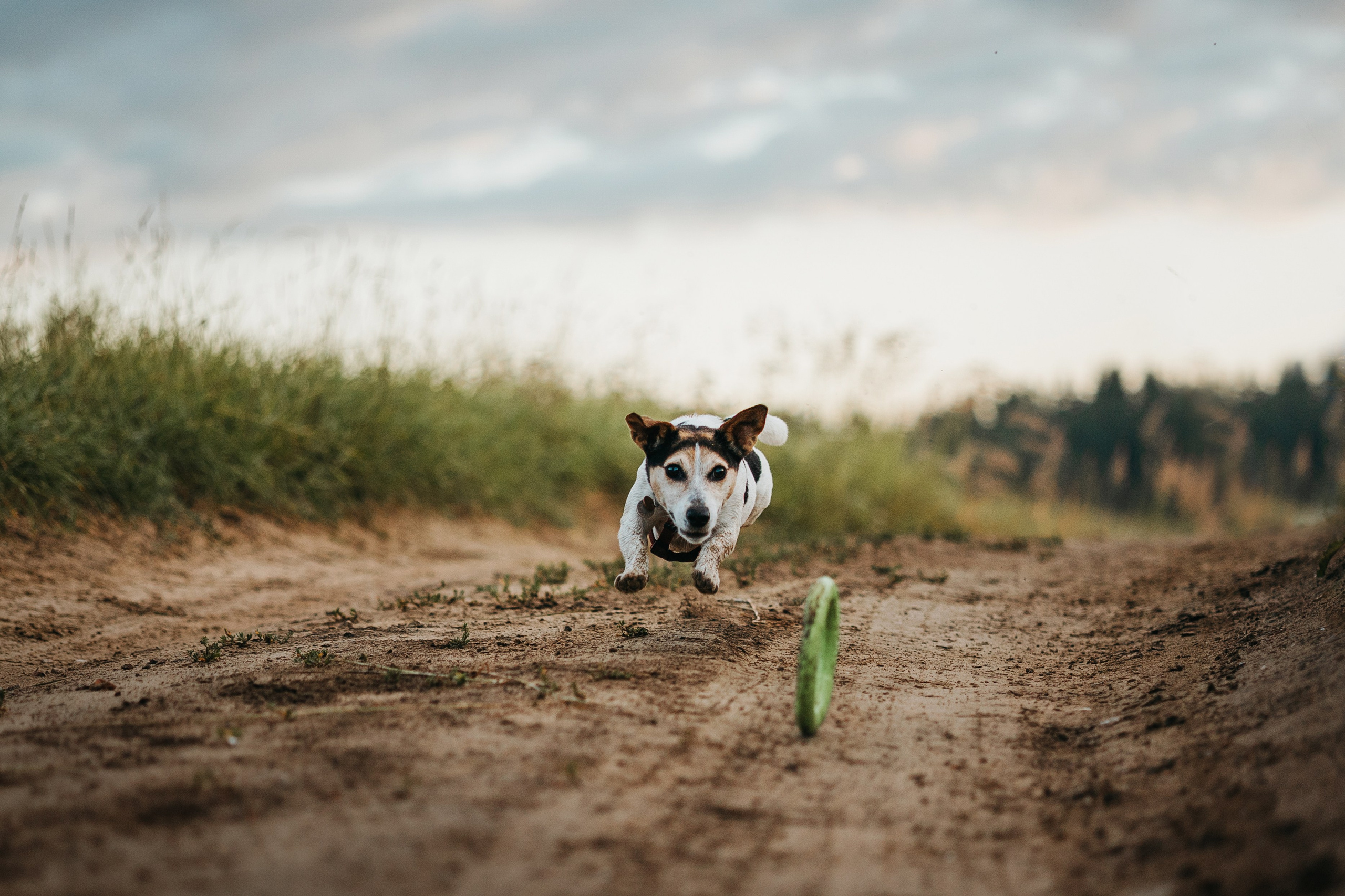 Маша и Персик. Фотограф — Анималист | Санкт-Петербург