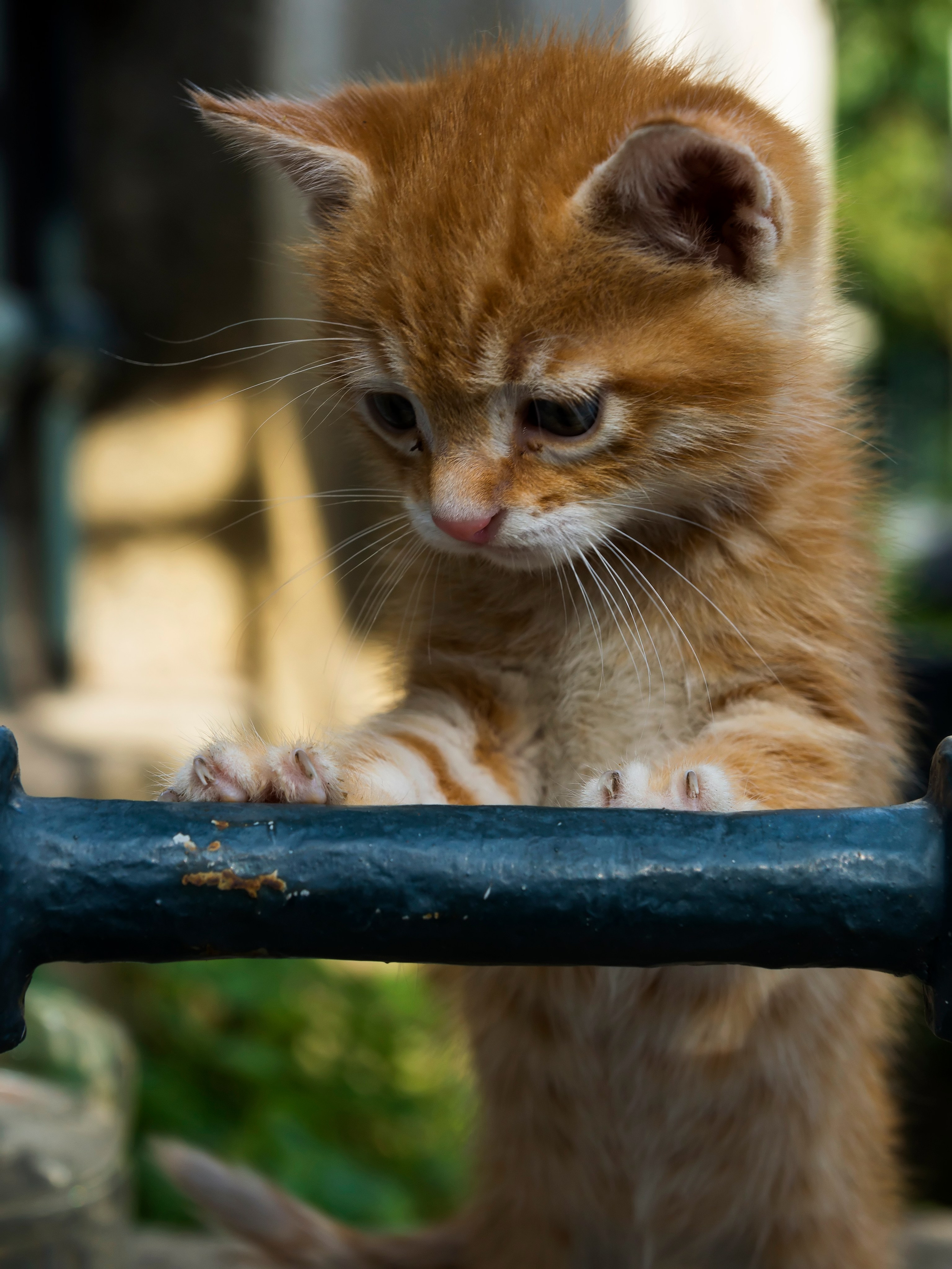 Стамбульские кошки. Фотограф-путешественник Самойлов Максим «Sly Fox»
