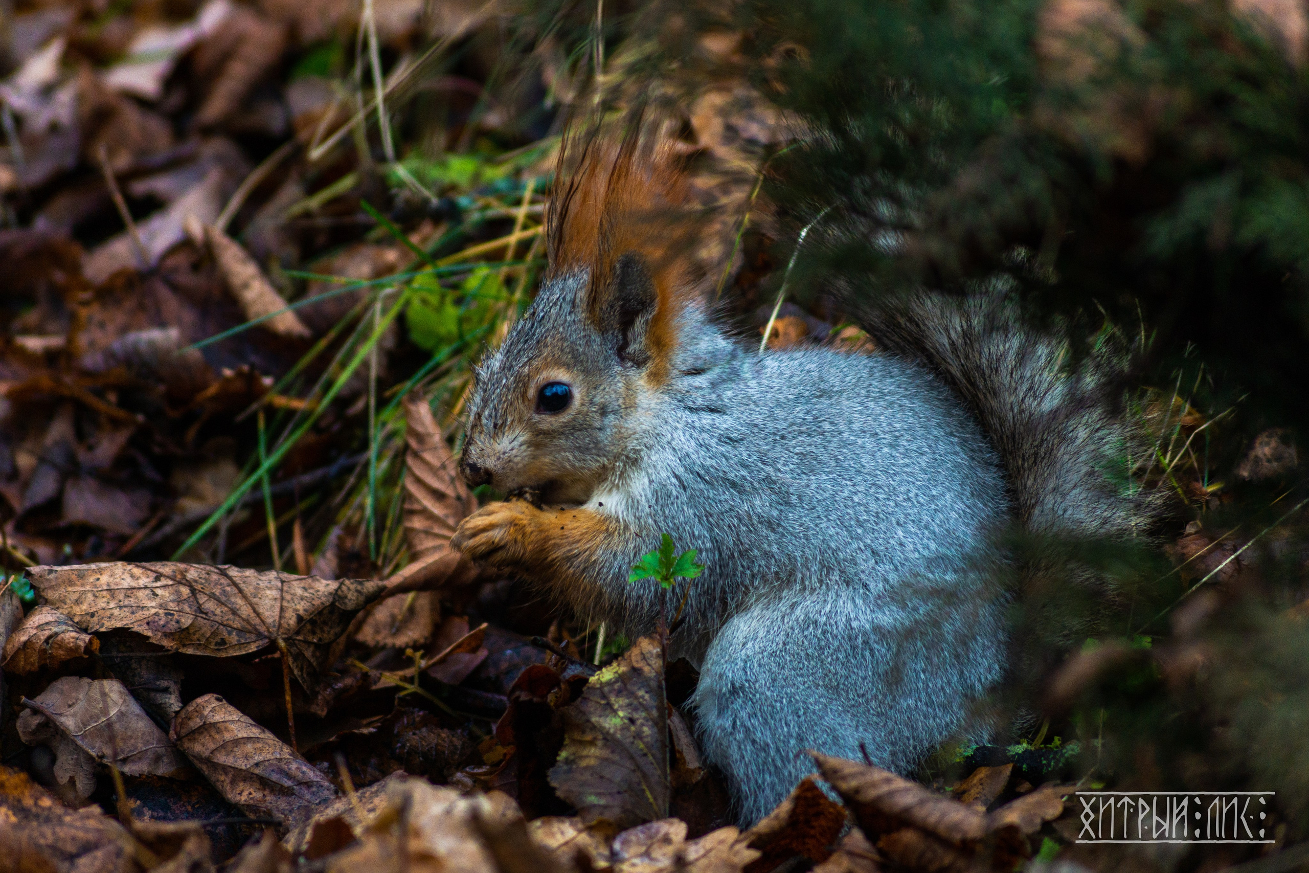 Изборск- Печоры-Псков-Новгород-Торжок. Фотограф-путешественник Самойлов Максим «Sly Fox»
