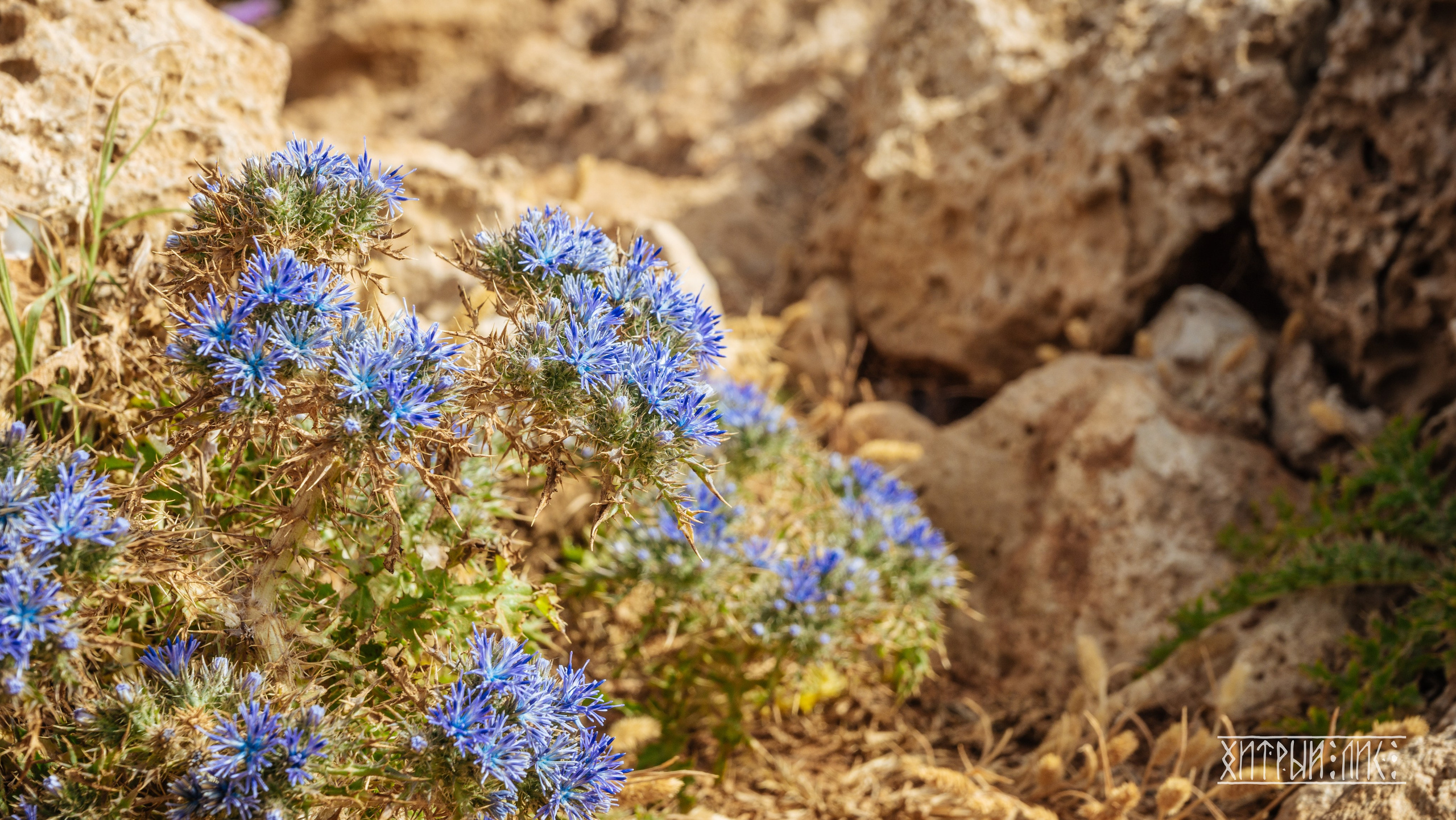 Кипр. Фотограф-путешественник Самойлов Максим «Sly Fox»