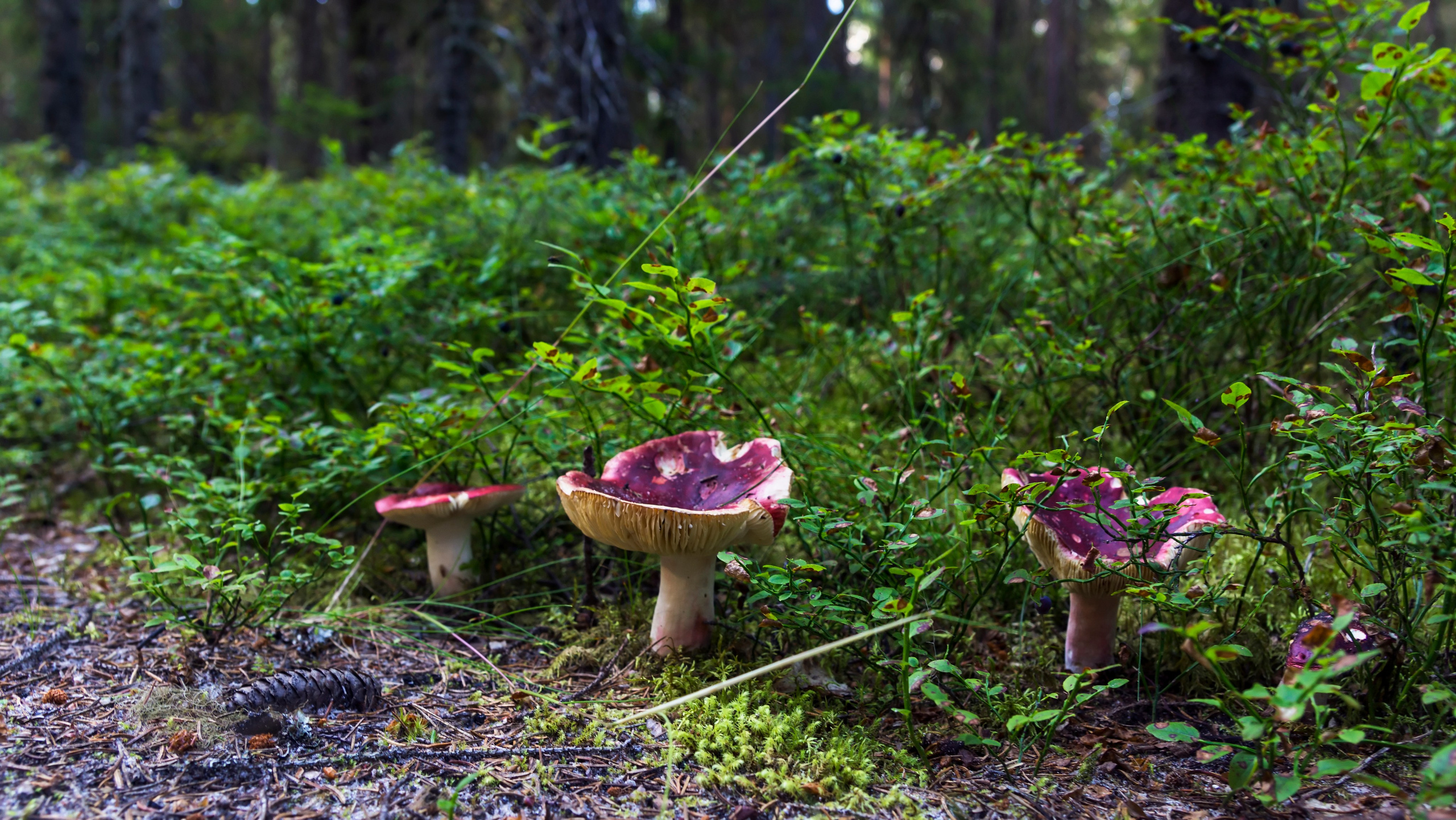 Карелия. Фотограф-путешественник Самойлов Максим «Sly Fox»