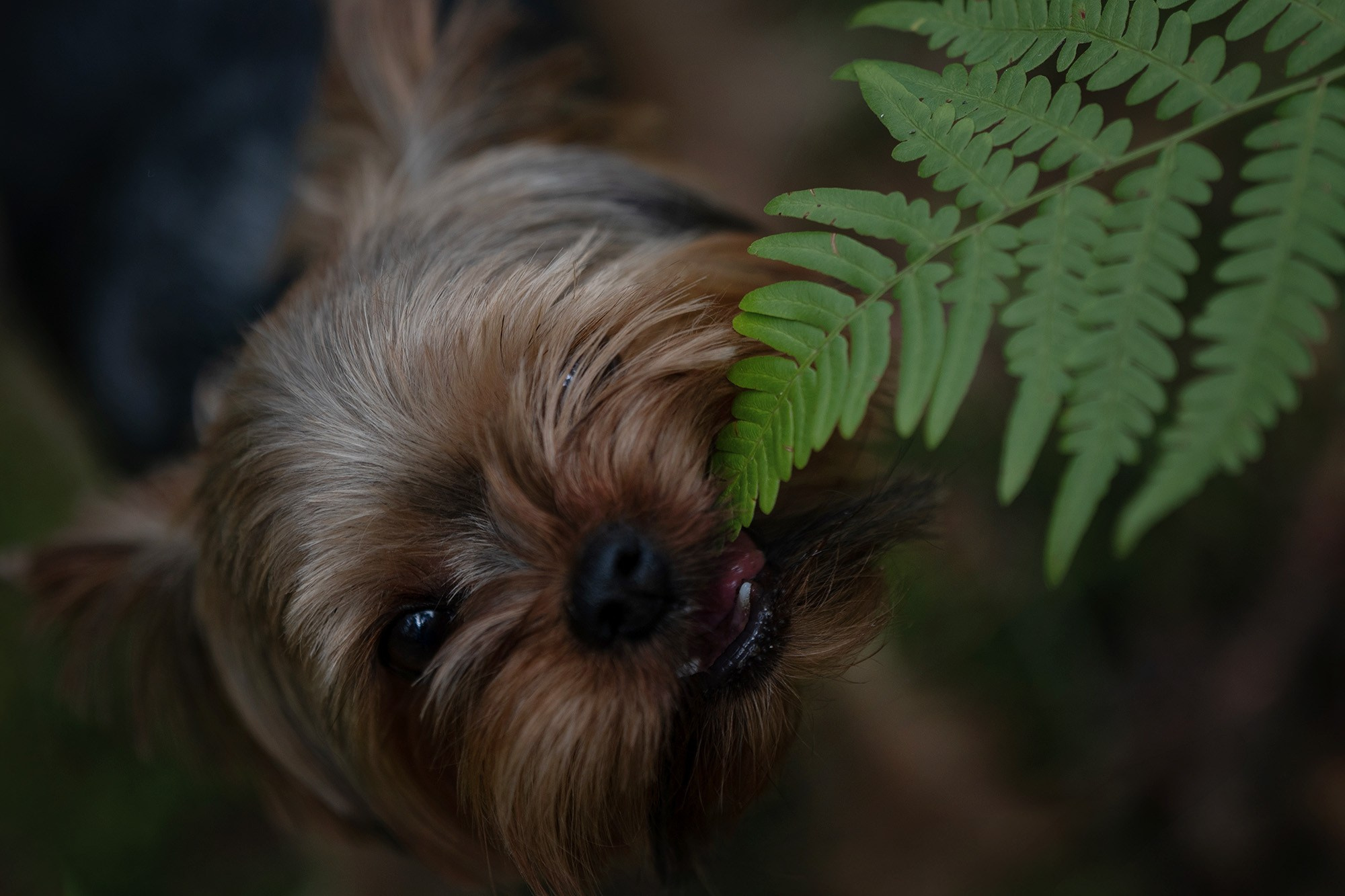 Случайная встреча в лесу 10 августа 2024. -