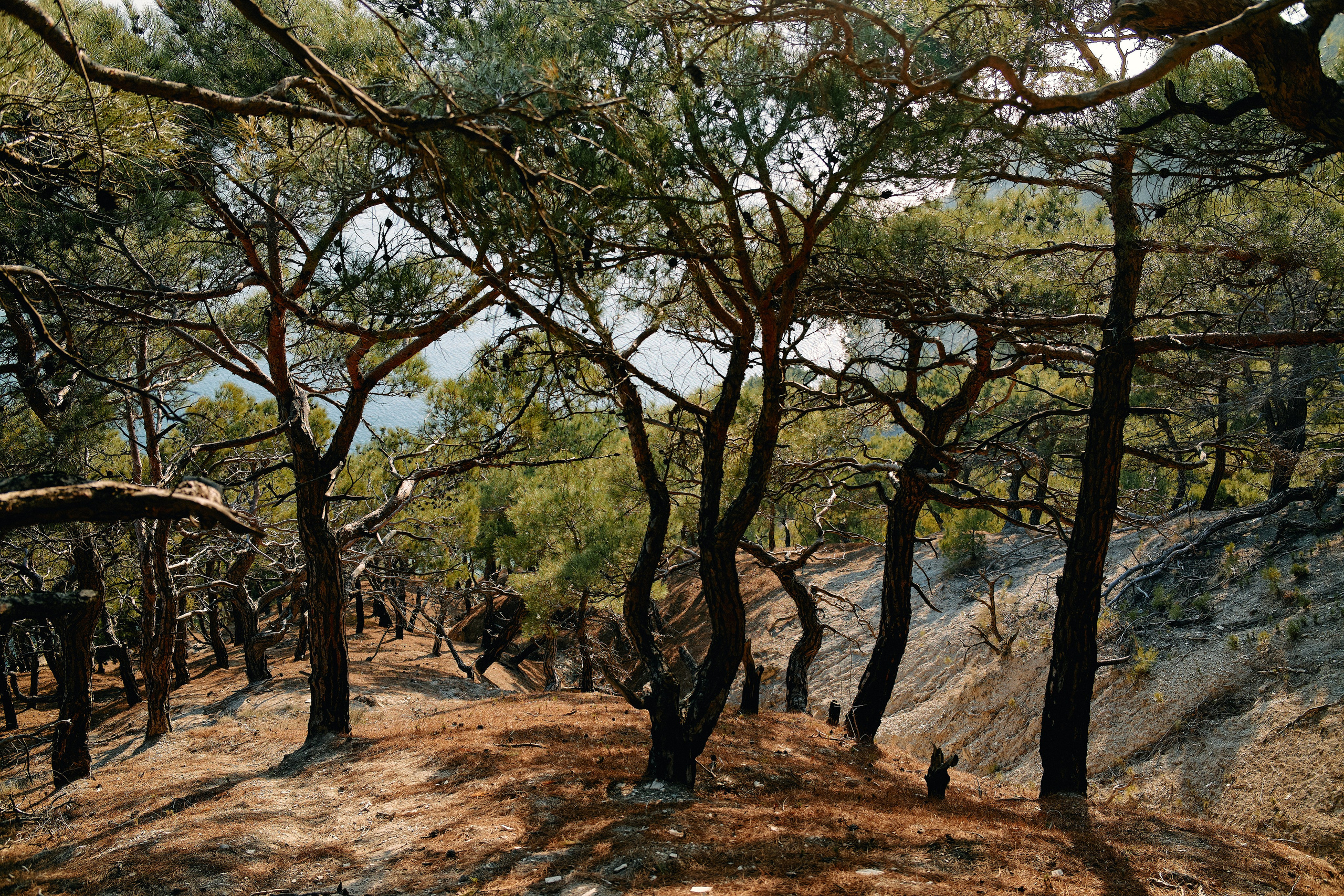 Юг России. Профессиональный Фотограф во Владимире, в Москве и в Суздале — Полина Романычева