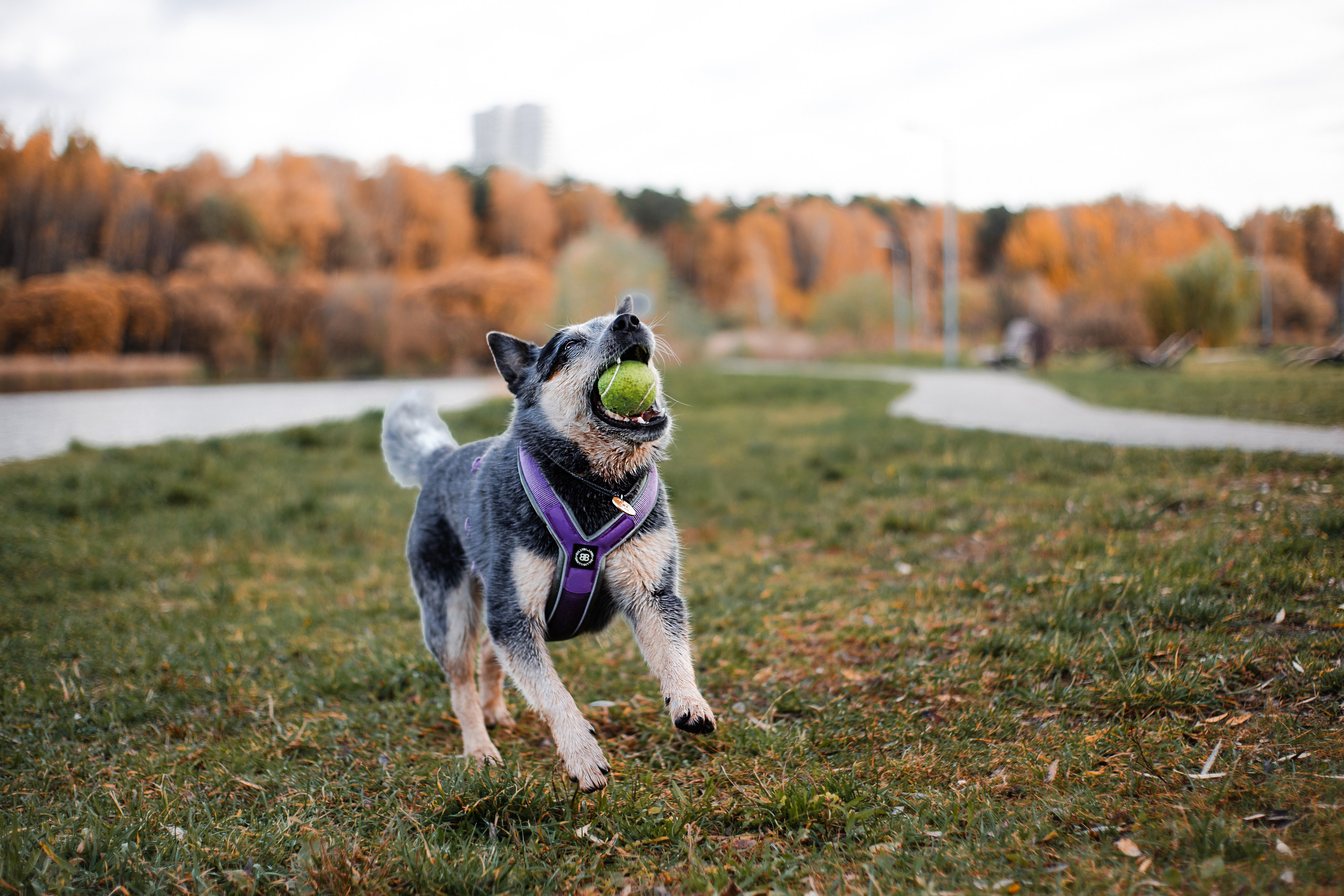 Юля, Антон и Лу. Фотограф-анималист Мария Баркевич | Москва