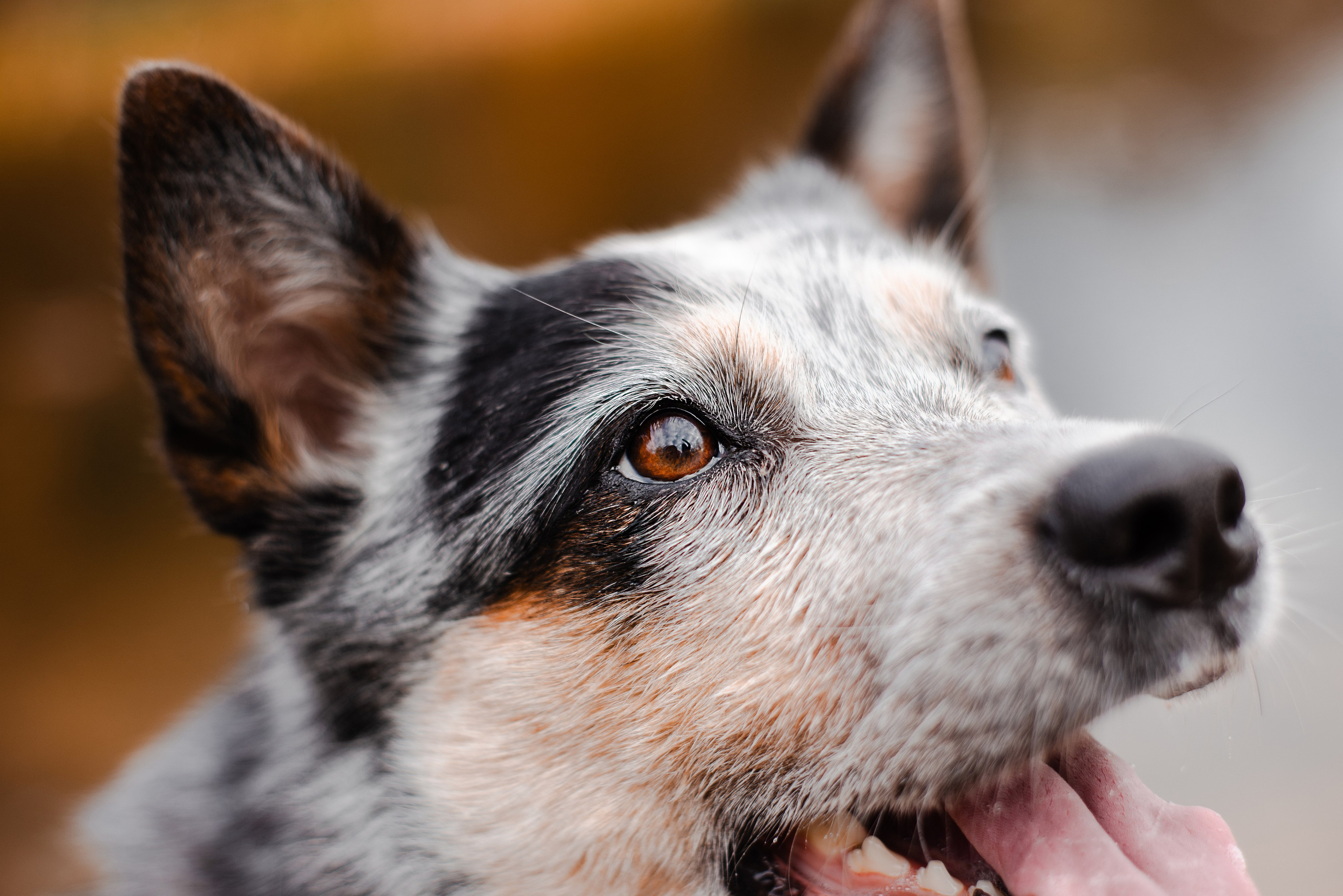 Юля, Антон и Лу. Фотограф-анималист Мария Баркевич | Москва