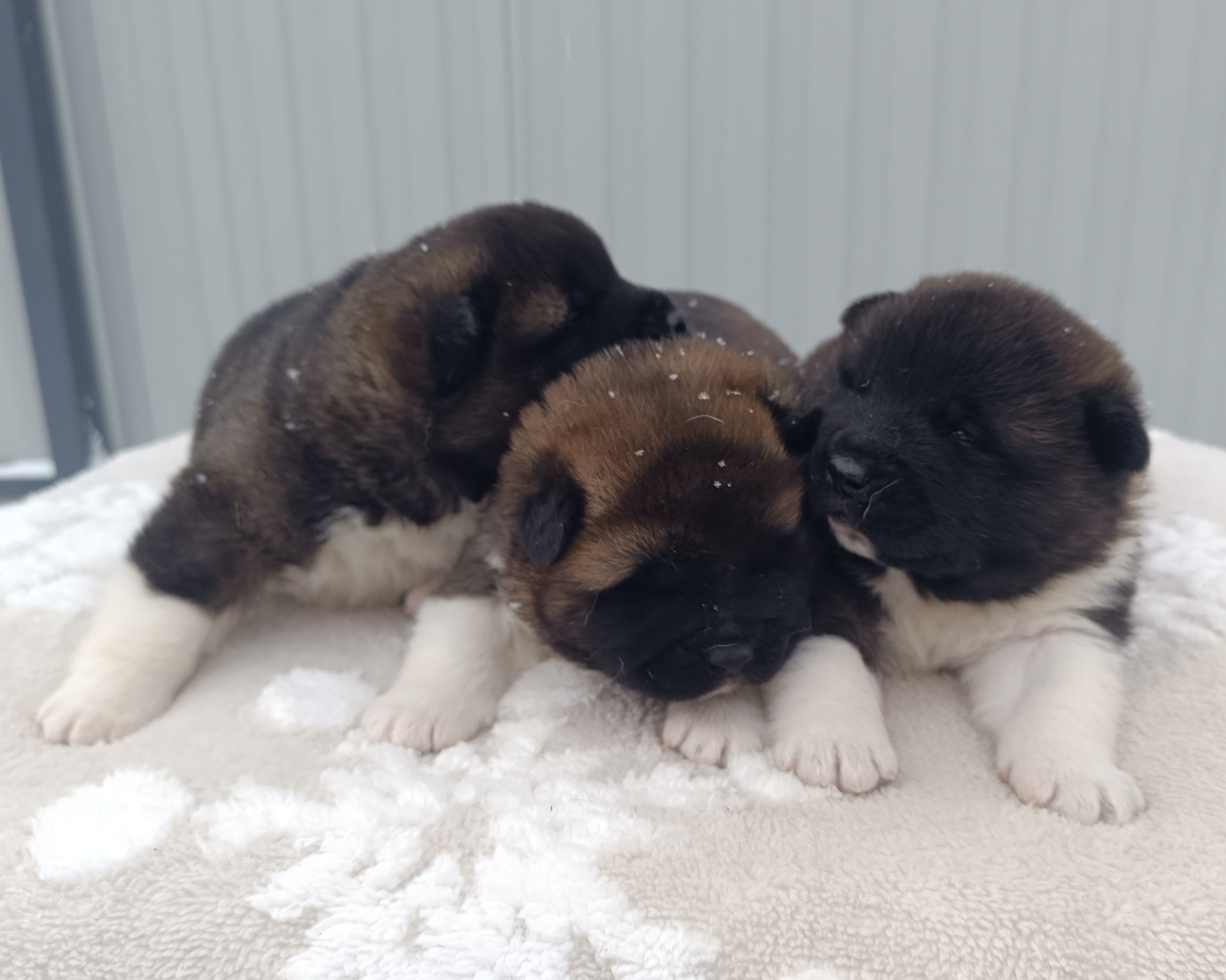 Американская акита  щенки питомник Санкт-Петербург клубные щенки Американская акита питомник RUBYLIGHT Рубилайт купить щенка американской акиты