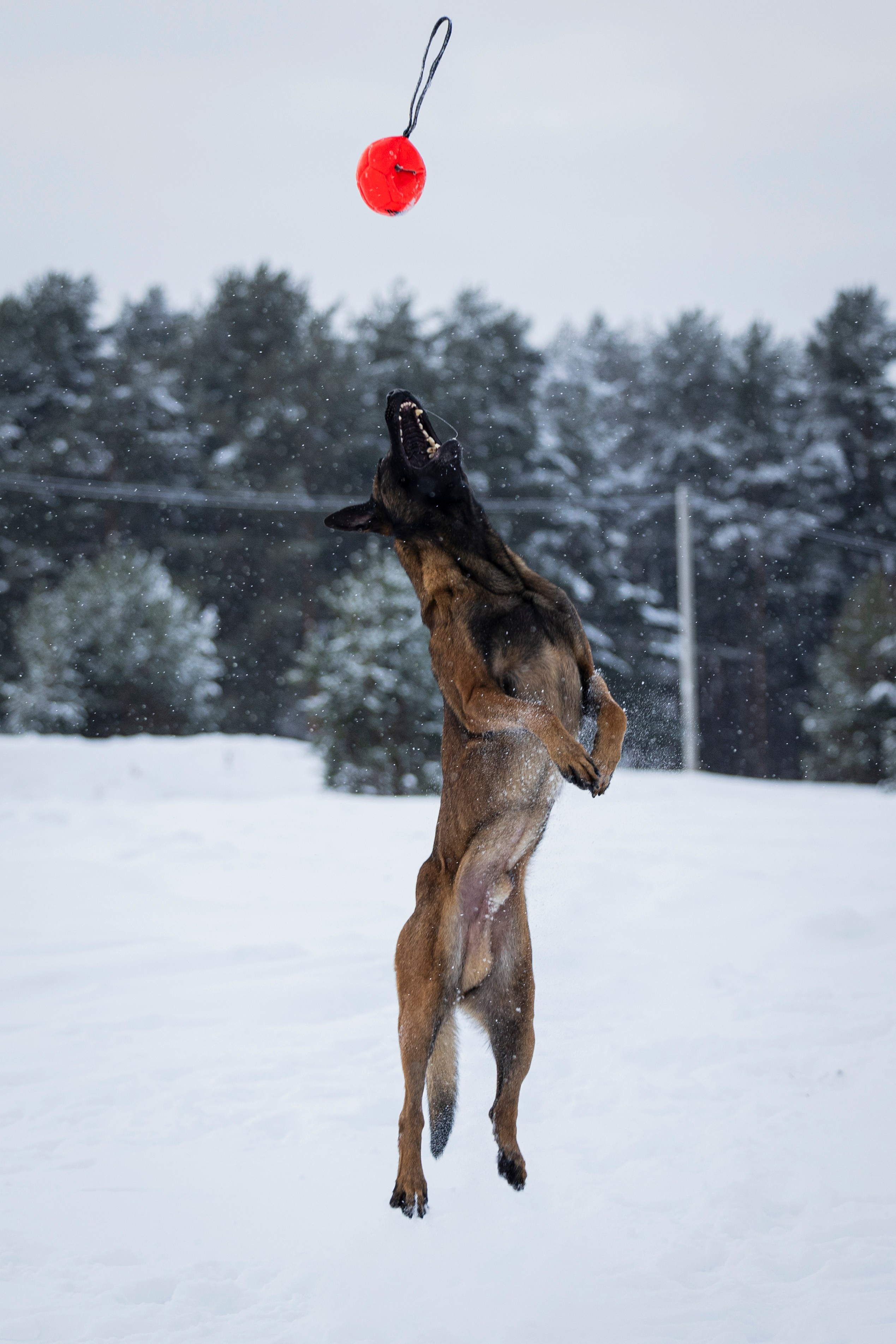 Рики. Фотограф-анималист Анна Маринич
