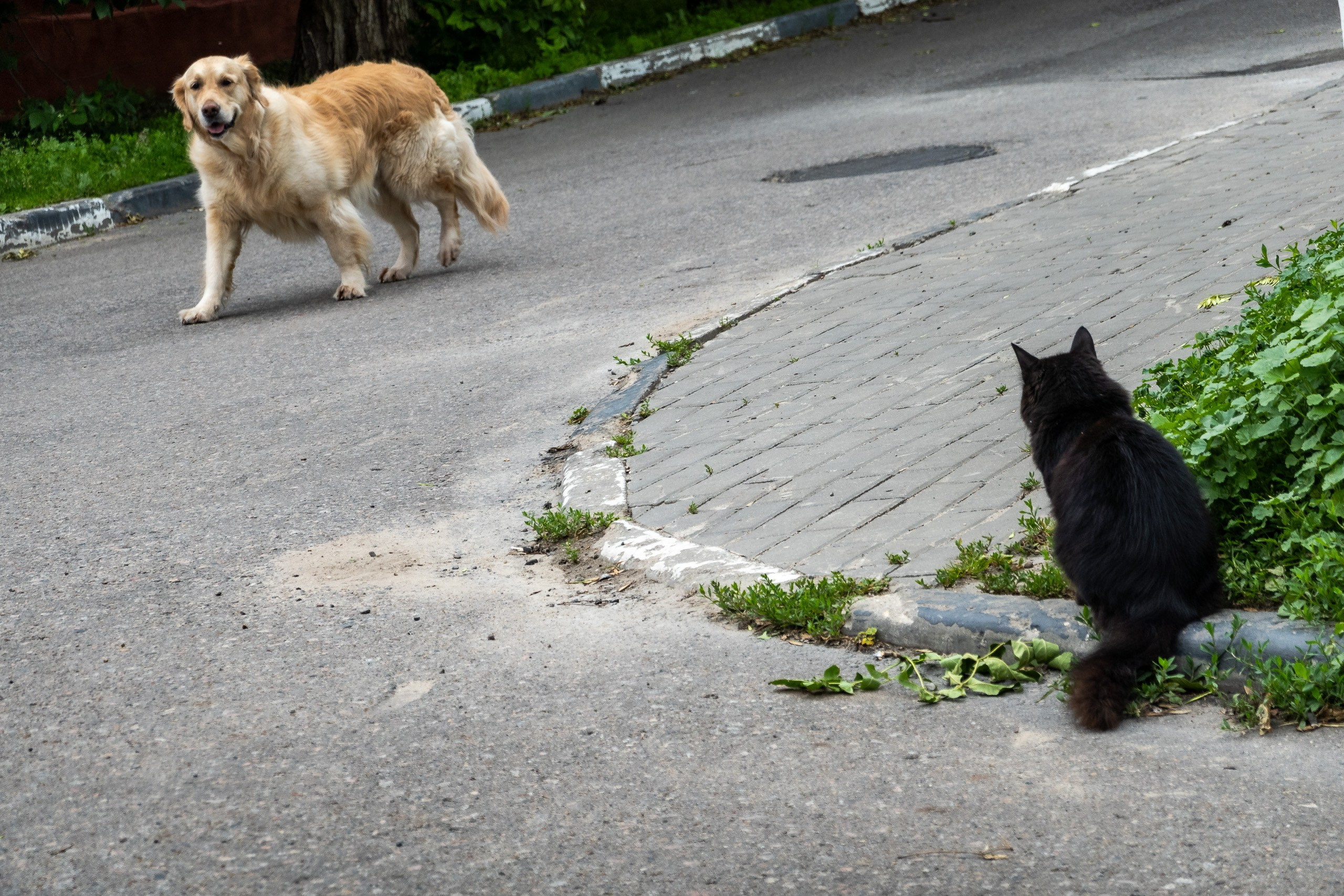 Коломенский кремль и старый город. Пейзажный фотограф Сергей Пестерев. Фото природы