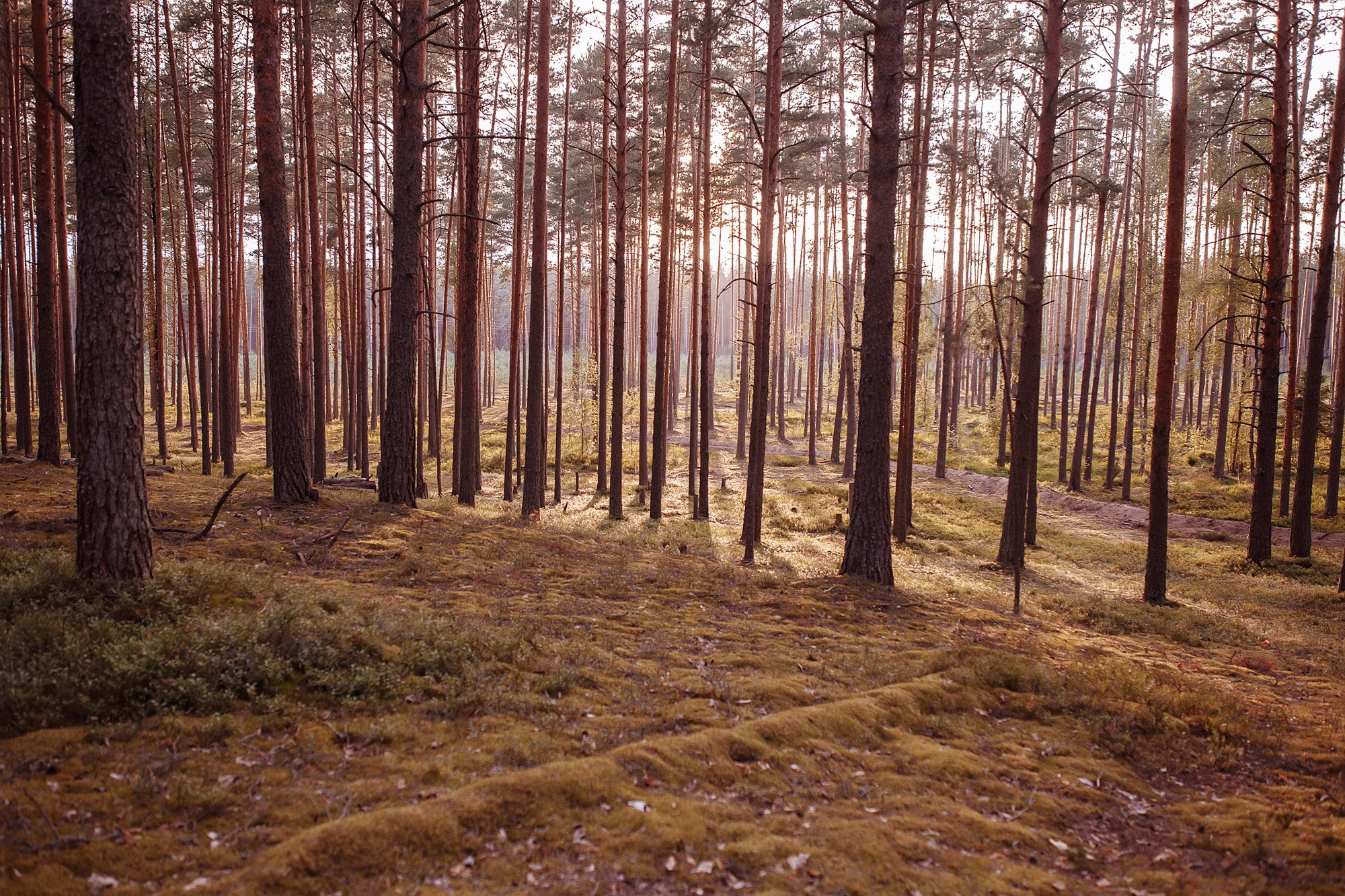 Дорога и лес в сторону Орши. Каплицкая Любовь — фотограф Тверь