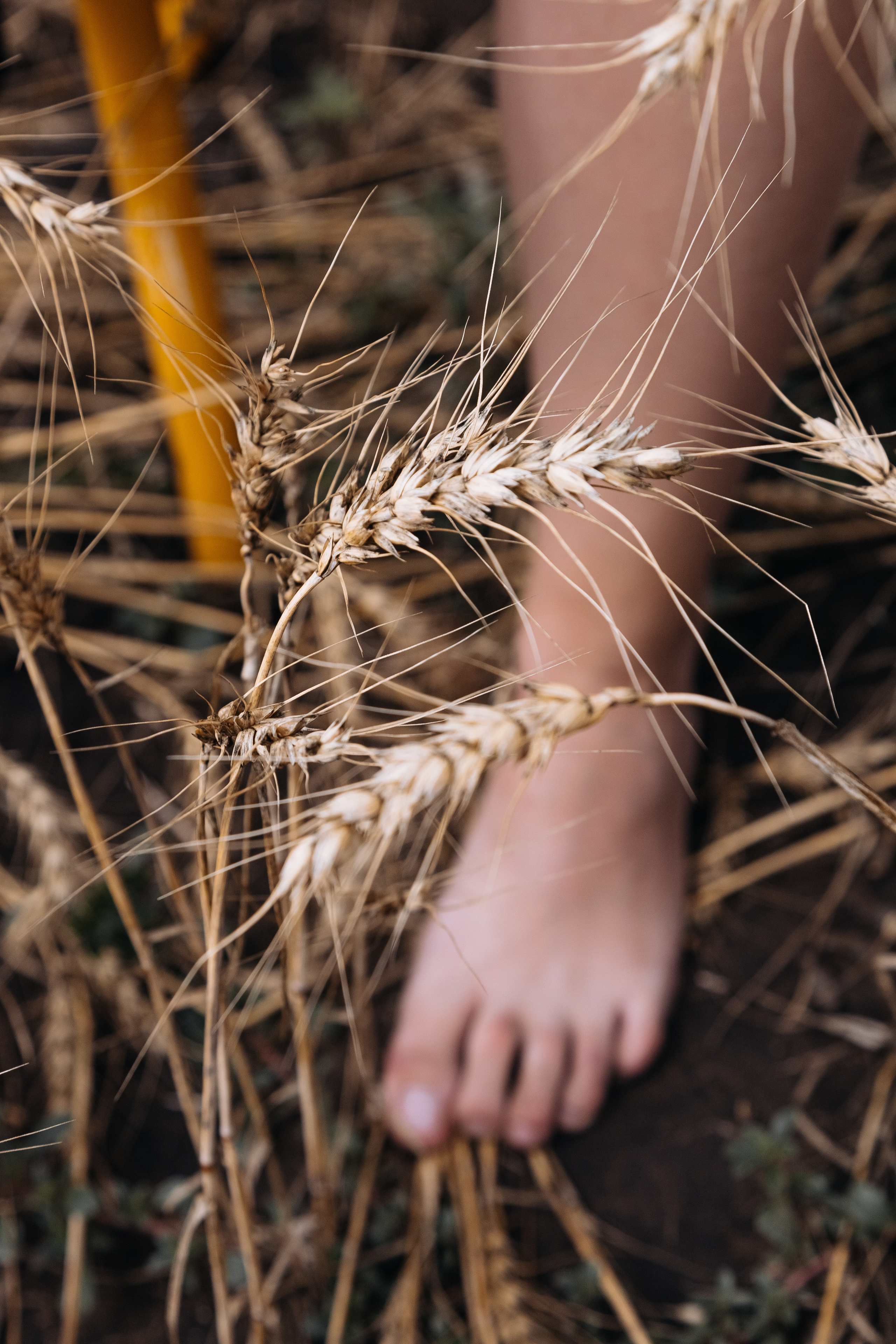 Арина. Romashka photo