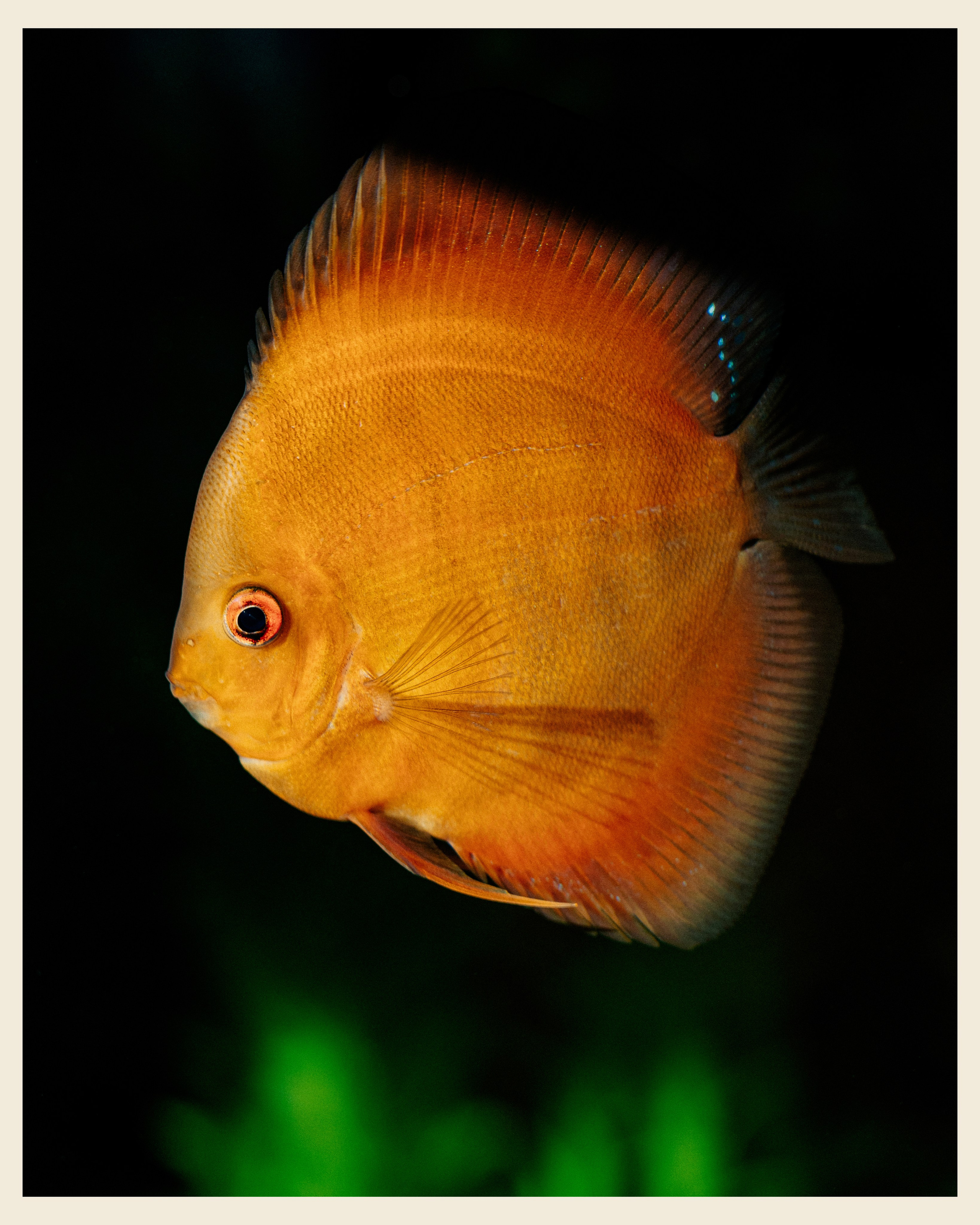 AILAND x VANO. Ivan Petrov photographer