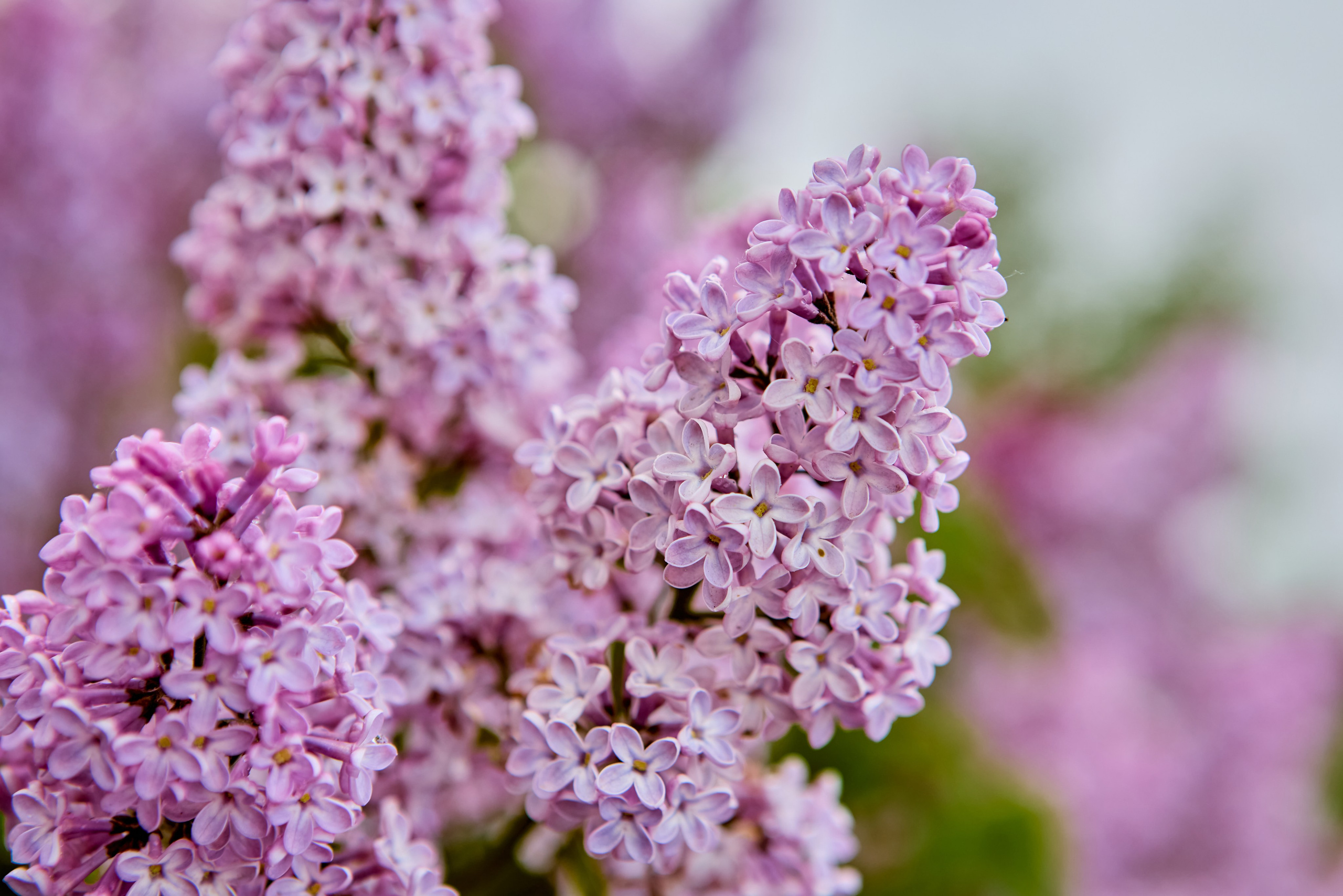 Фотографии цветущей сирени