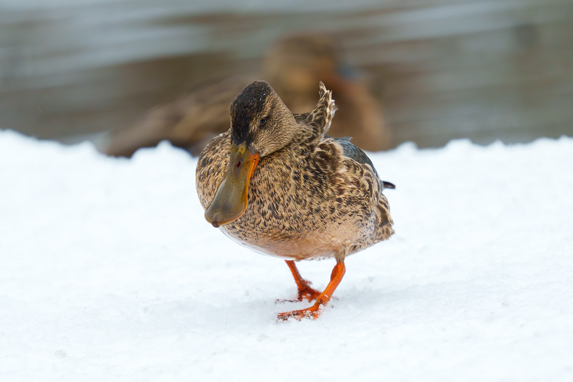 Удивительные мир птиц. Вокруг нас столько прекрасного — присмотритесь!. Ваш личный фотограф Марина Волкова