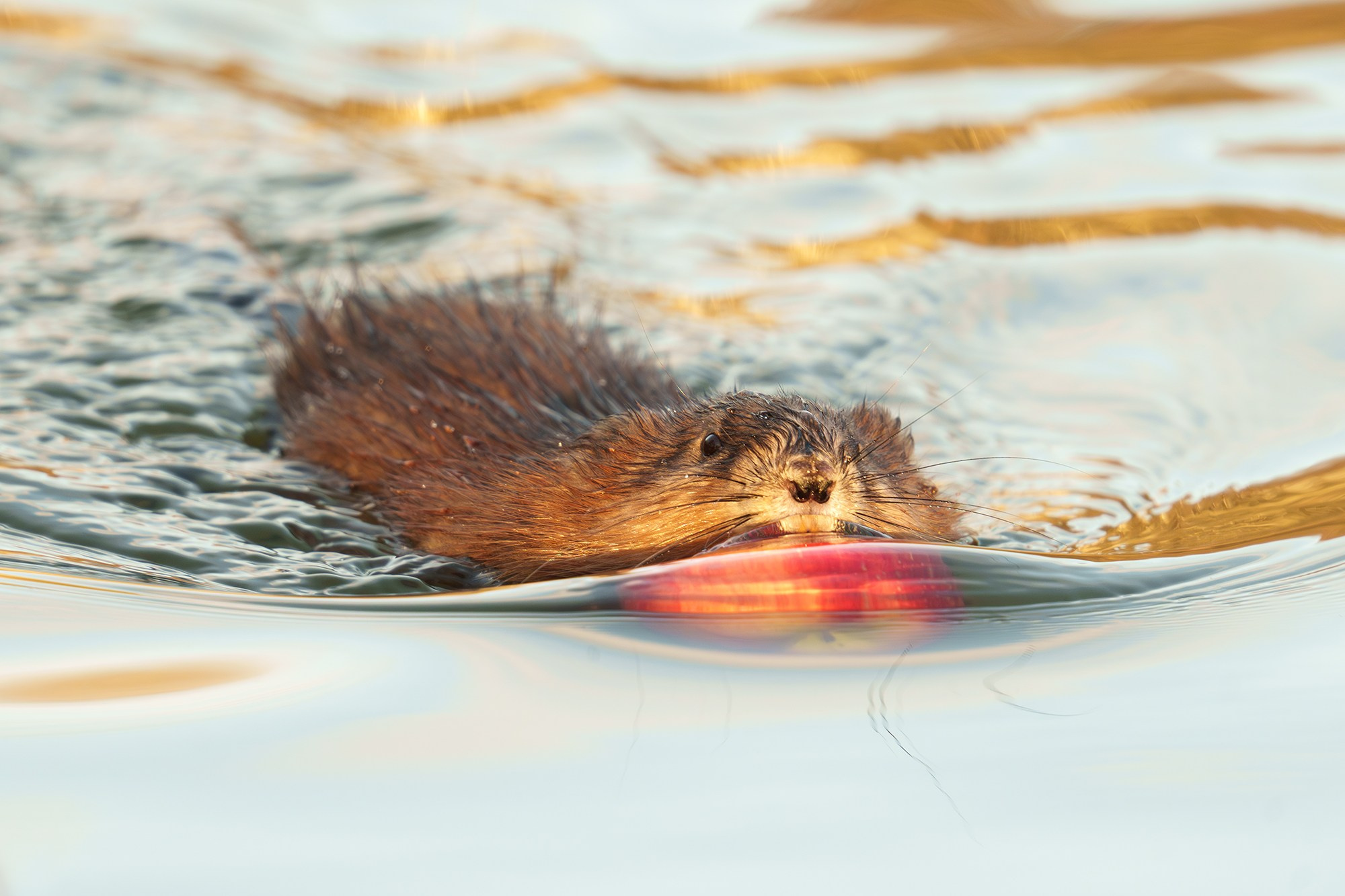 Животные. Ваш личный фотограф Марина Волкова