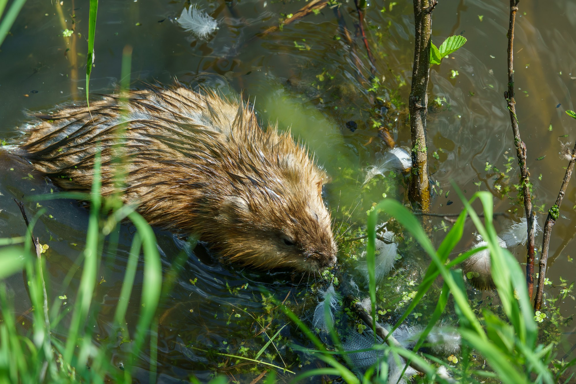 Животные. Ваш личный фотограф Марина Волкова