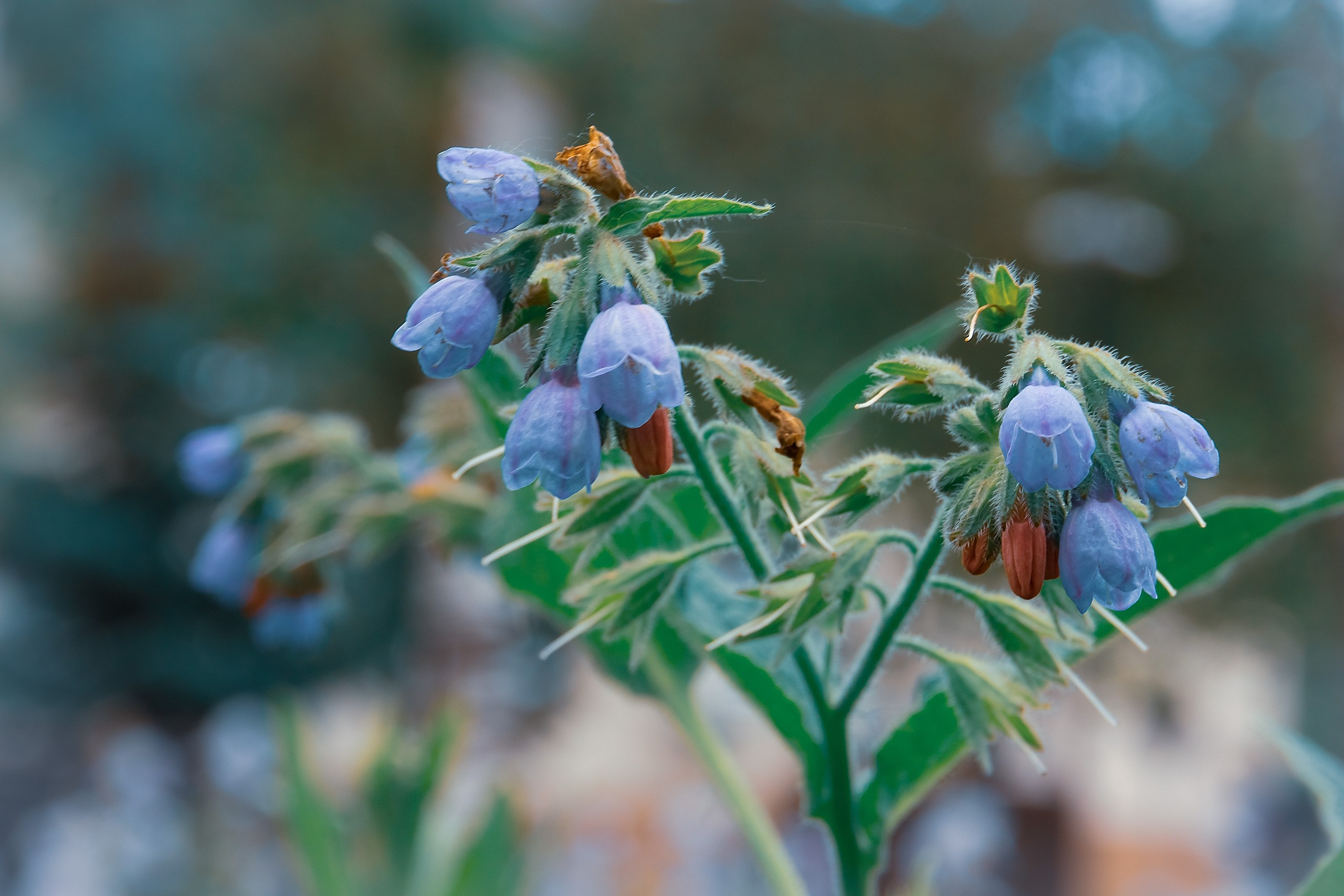 Великое в Малом. Аmat Victoria Сuram