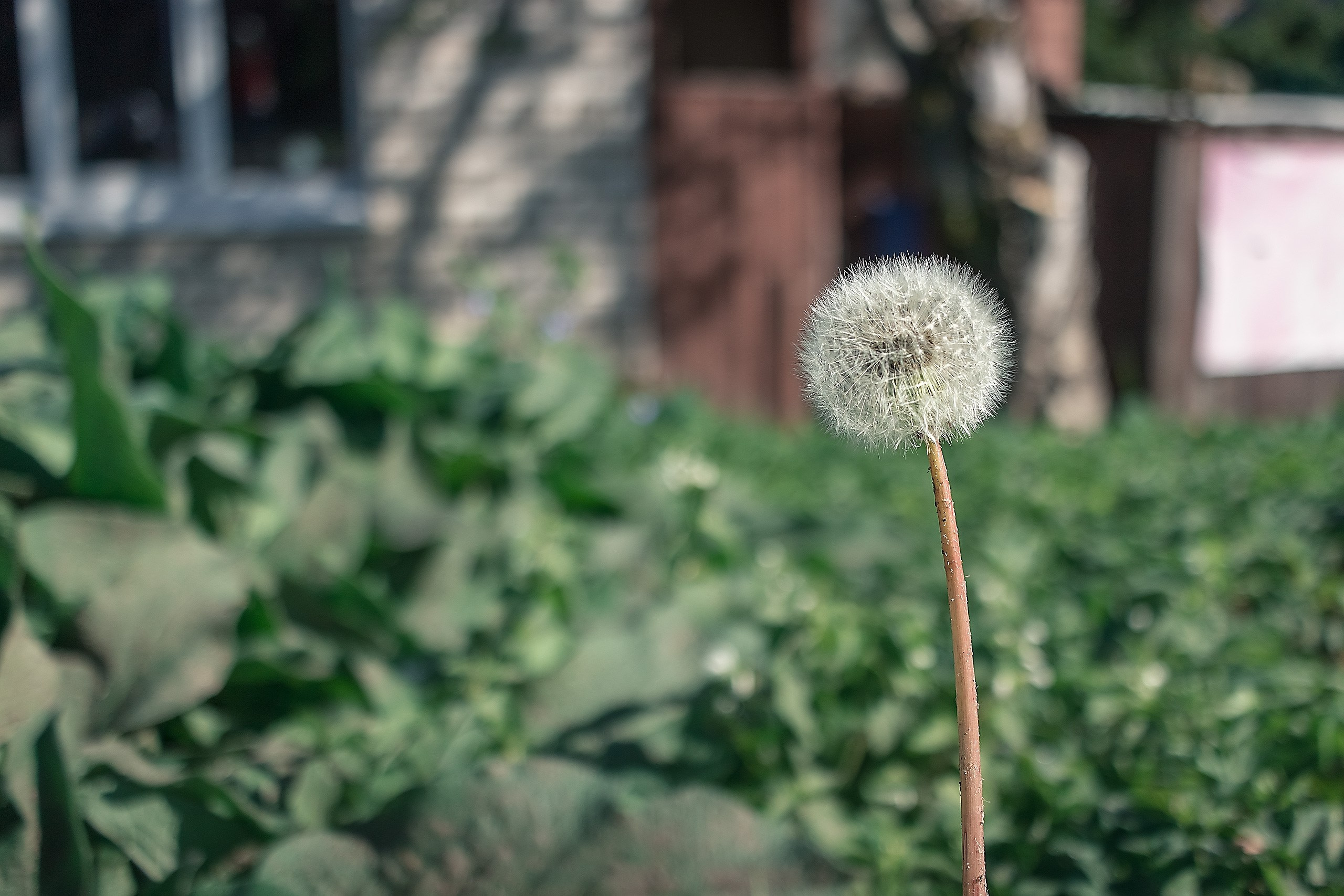 Наш Дом — Земля. Аmat Victoria Сuram