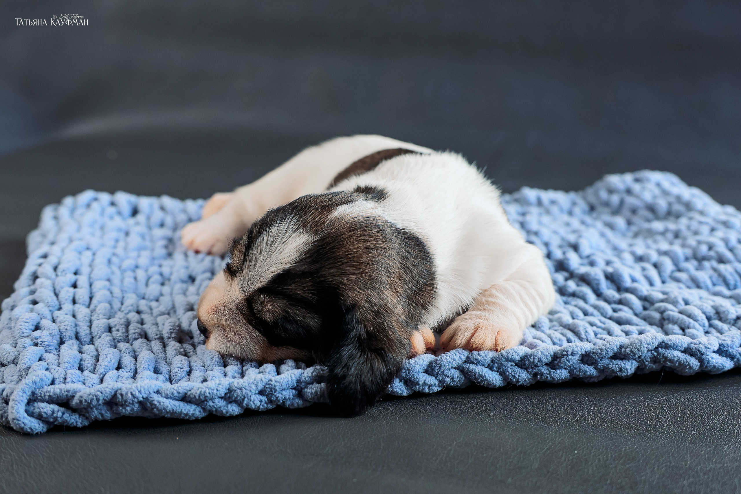 Малые вандейские бассет гриффоны. PVBG. Petit vandeen basset griffon, щенки в новосибирске. Питомник White Rivendel
