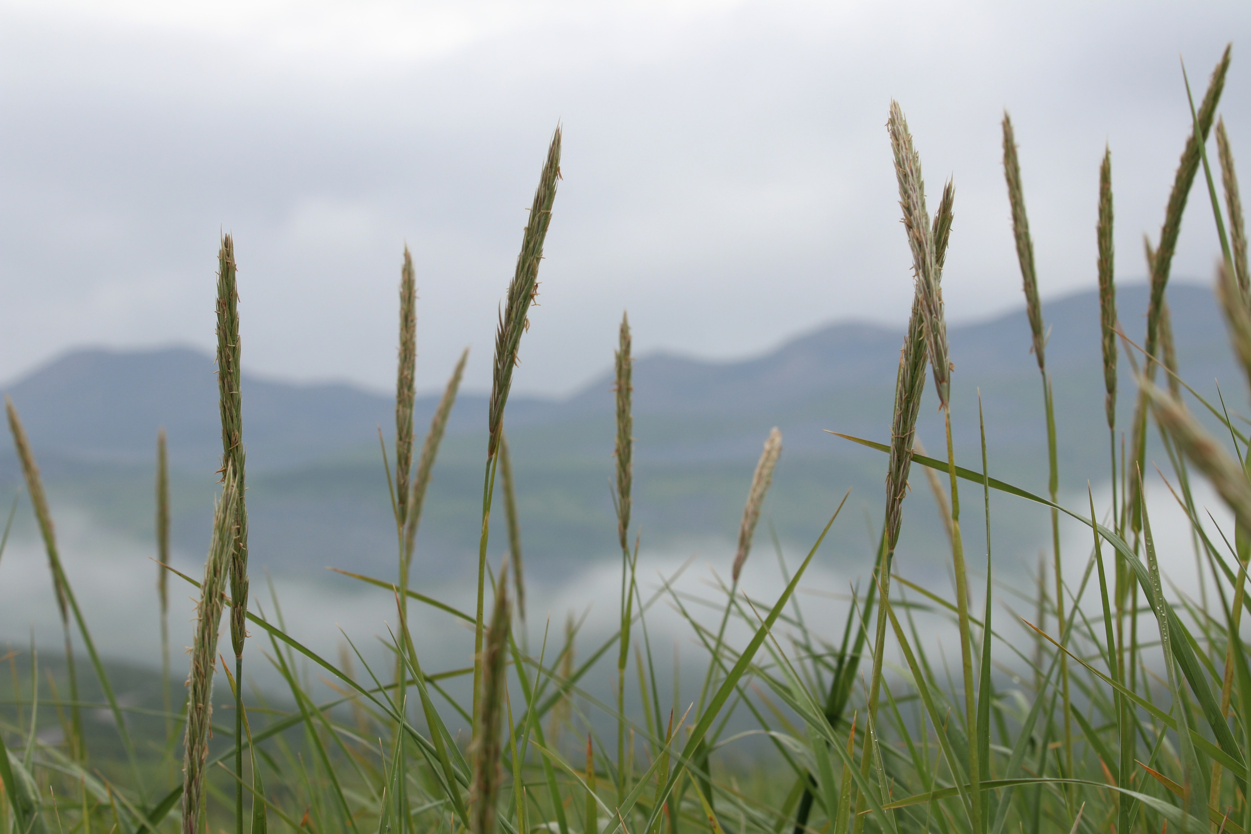 Камчатка и о. Парамушир. Июль 2024. Путешественник-фотограф из Санкт-Петербурга Татьяна Свистулина