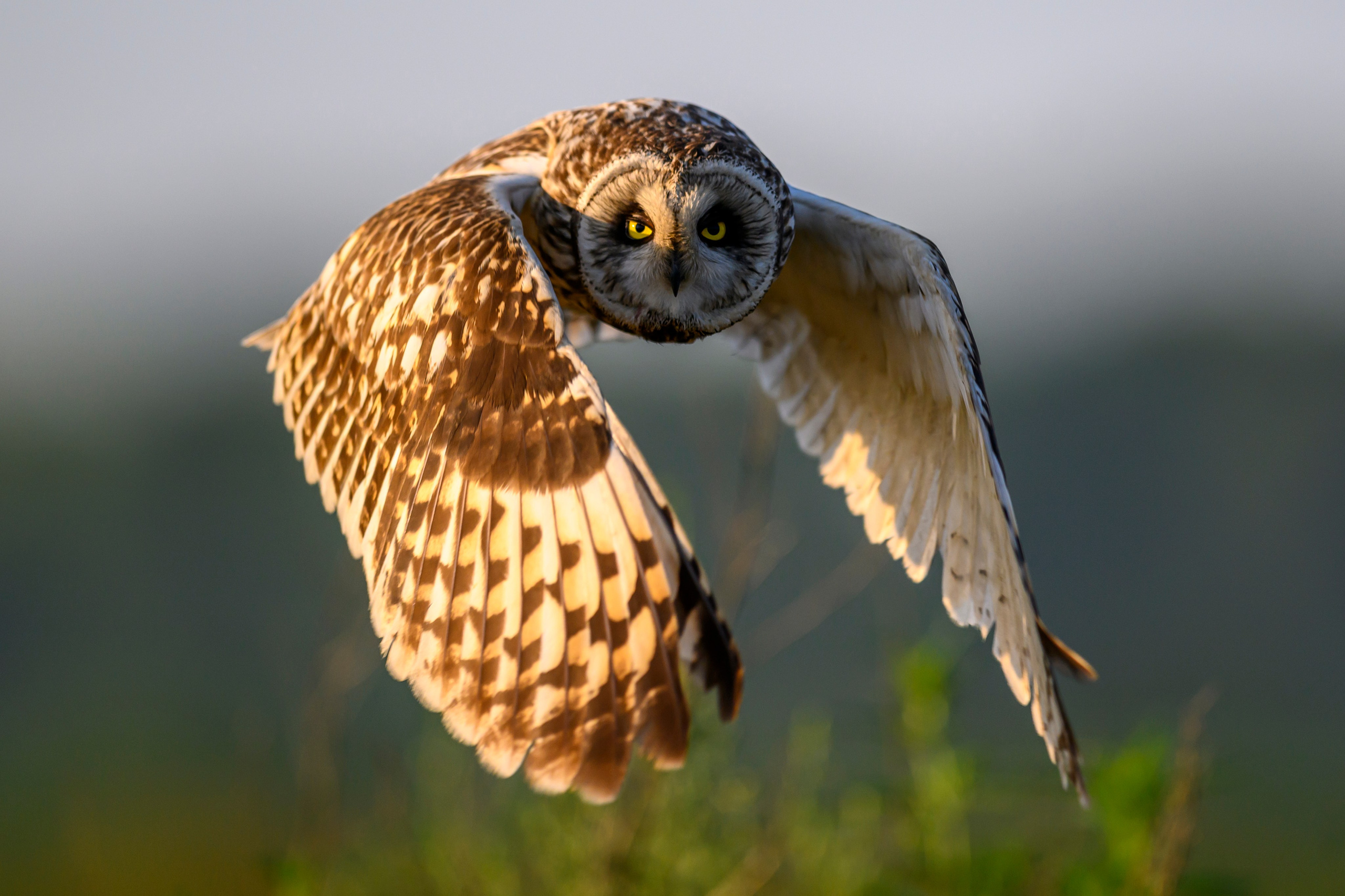 Short eared owl. Wildlife photography by Sergey Puponin