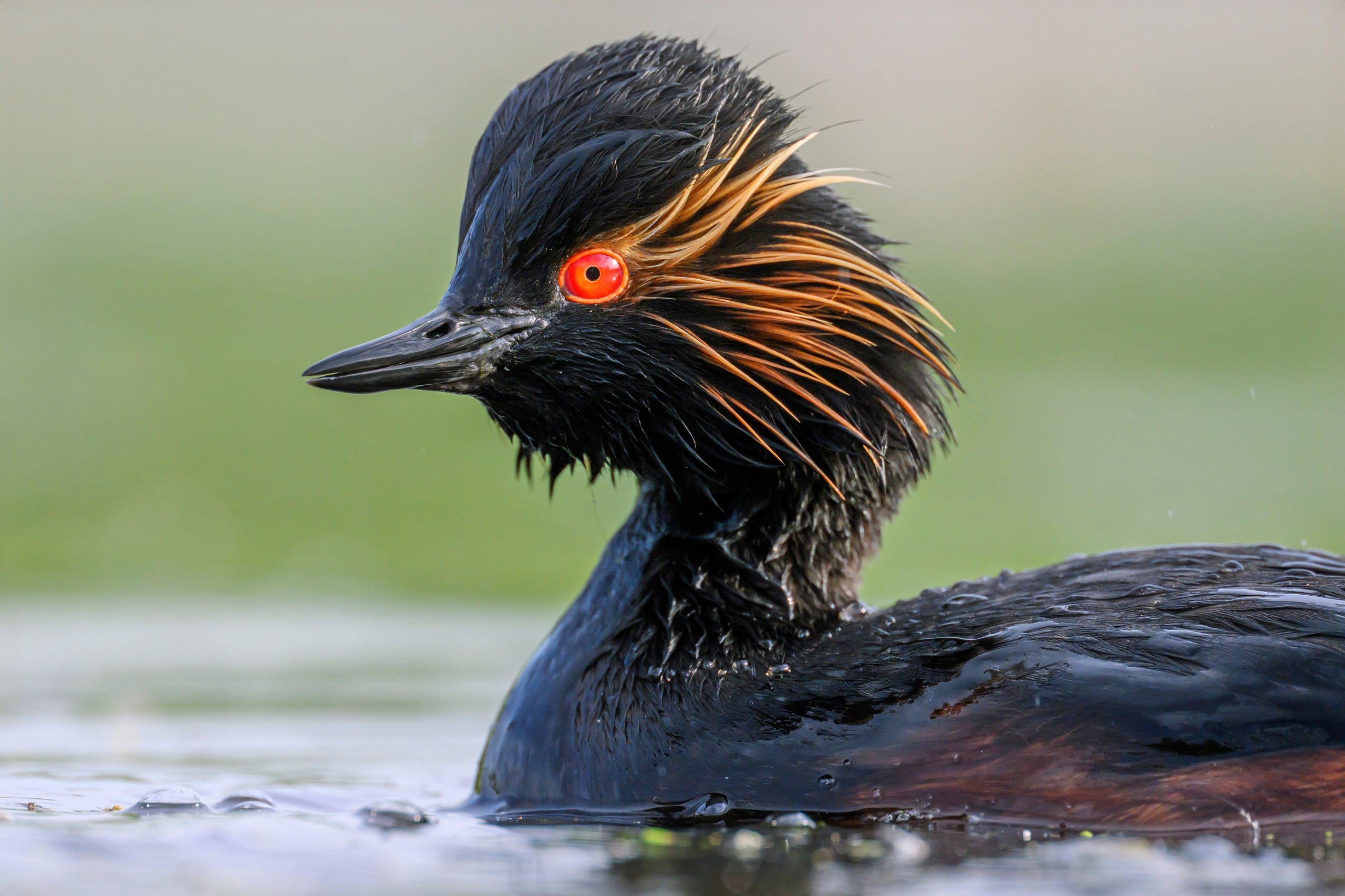 На болоте. Wildlife photography by Sergey Puponin