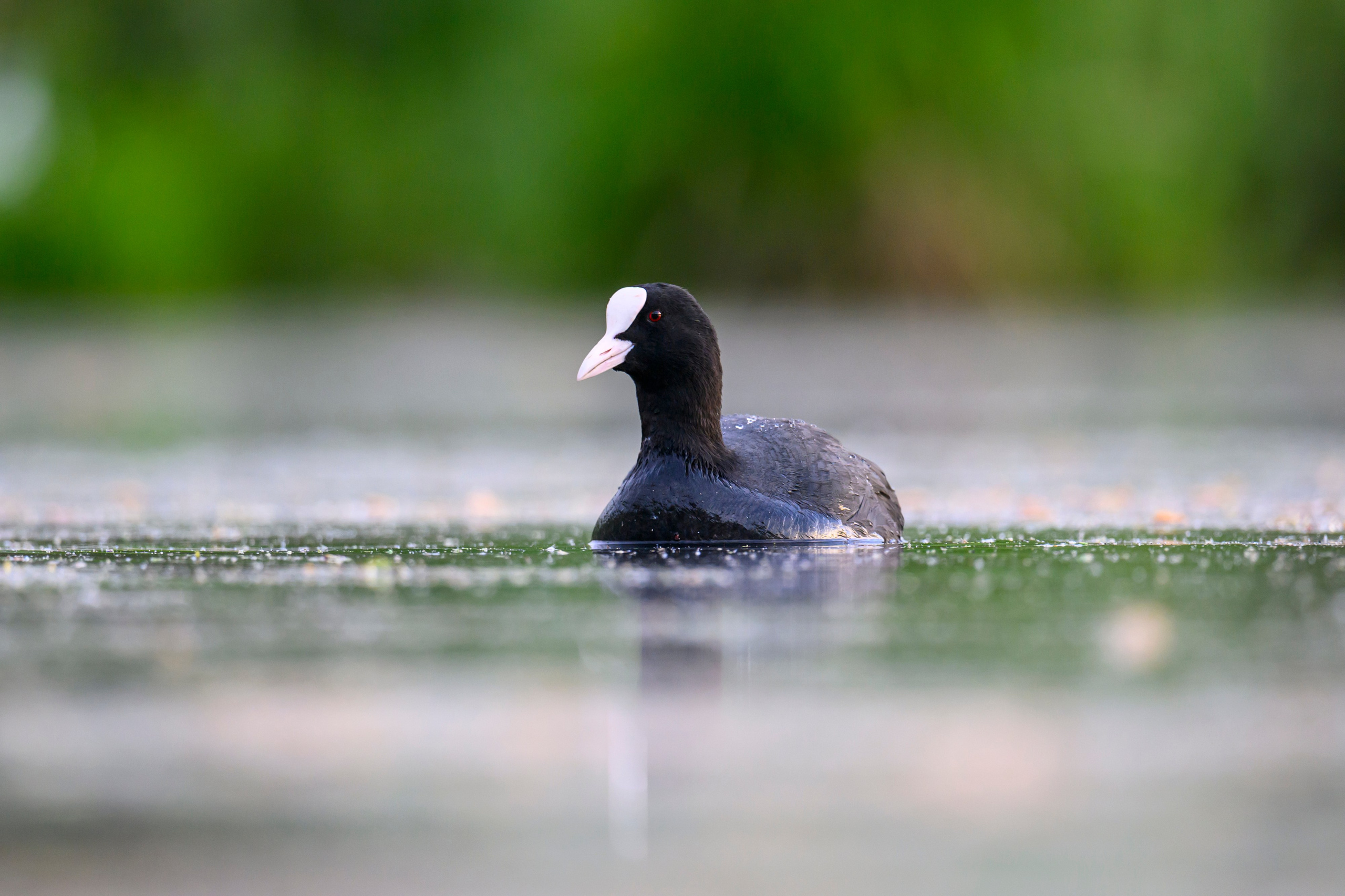 На болоте. Wildlife photography by Sergey Puponin
