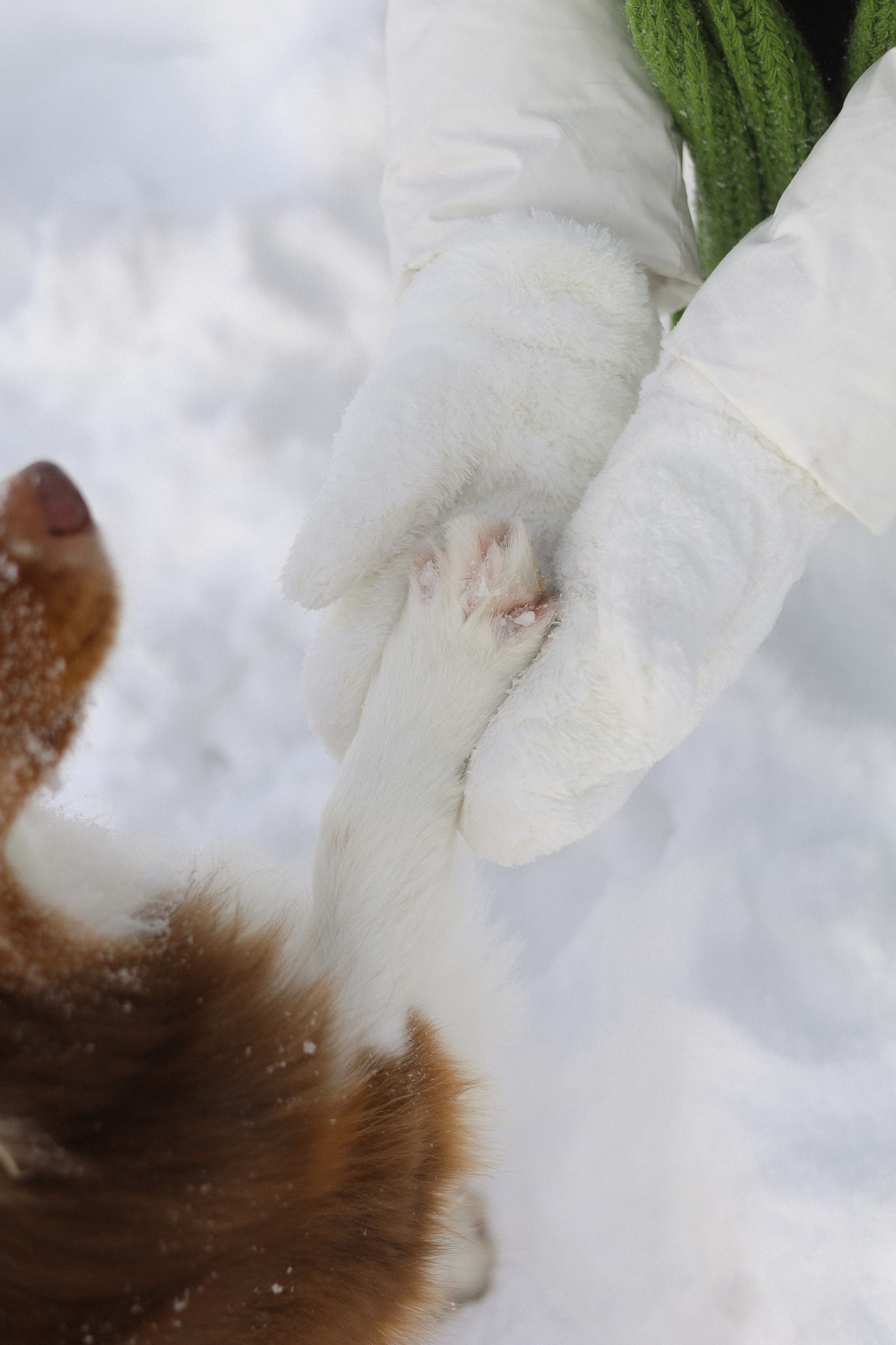 Макалу и Аня. Фотограф-анималист Ксения Шевцова|Москва