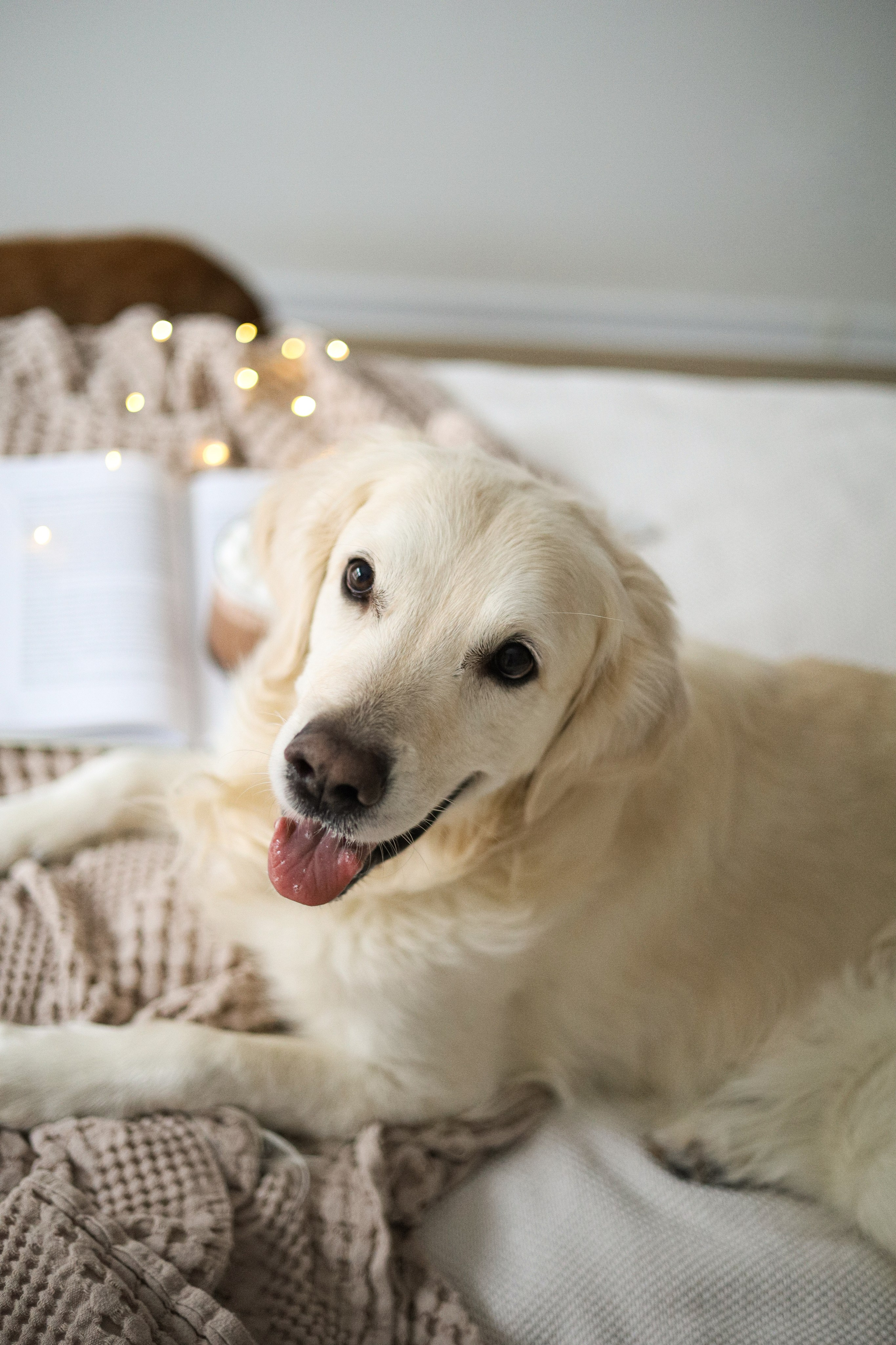 Зиз и Юля. Новогодняя. Фотограф-анималист Ксения Шевцова|Москва