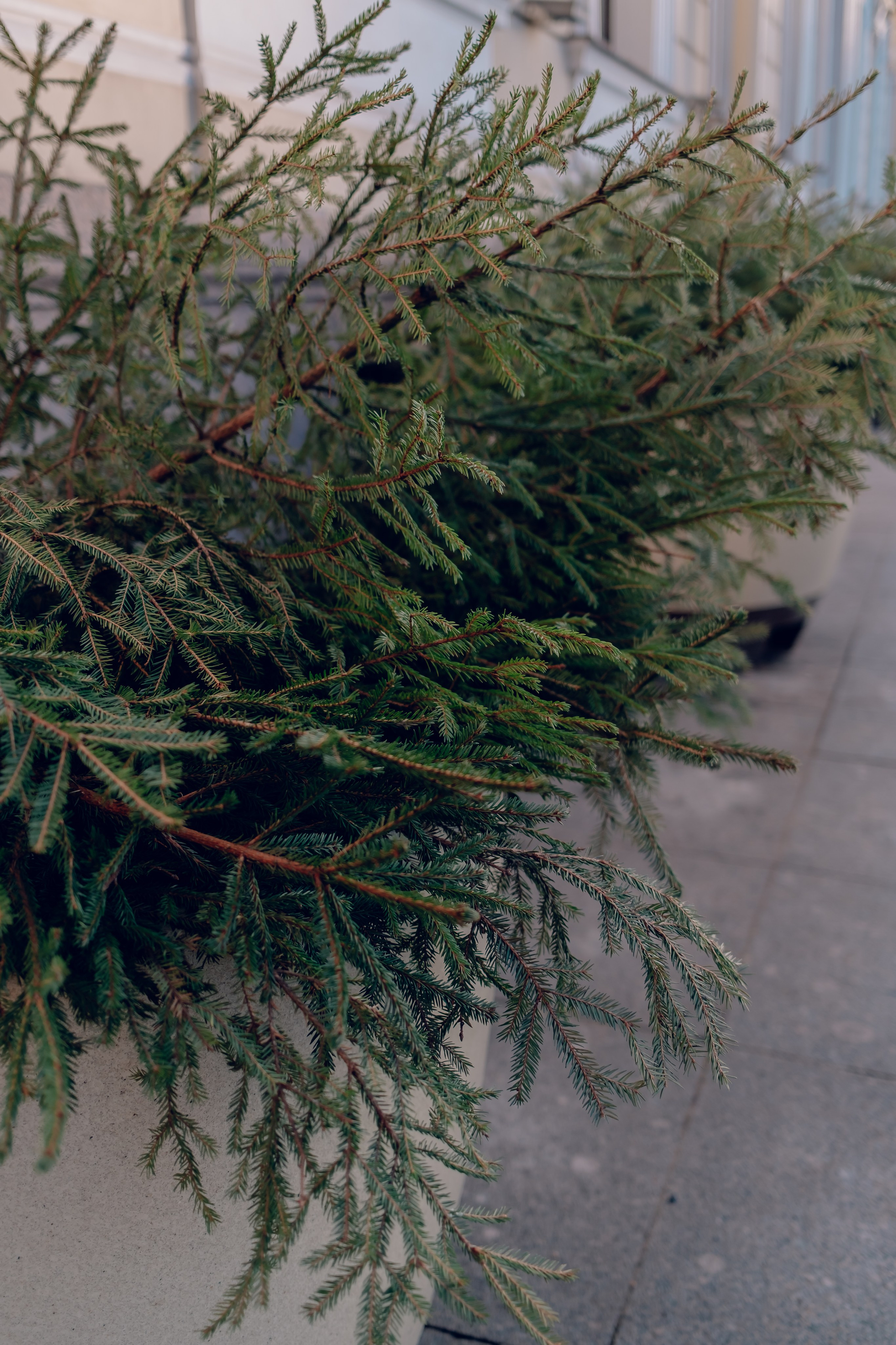 Санкт-Петербург. Аня Степанова