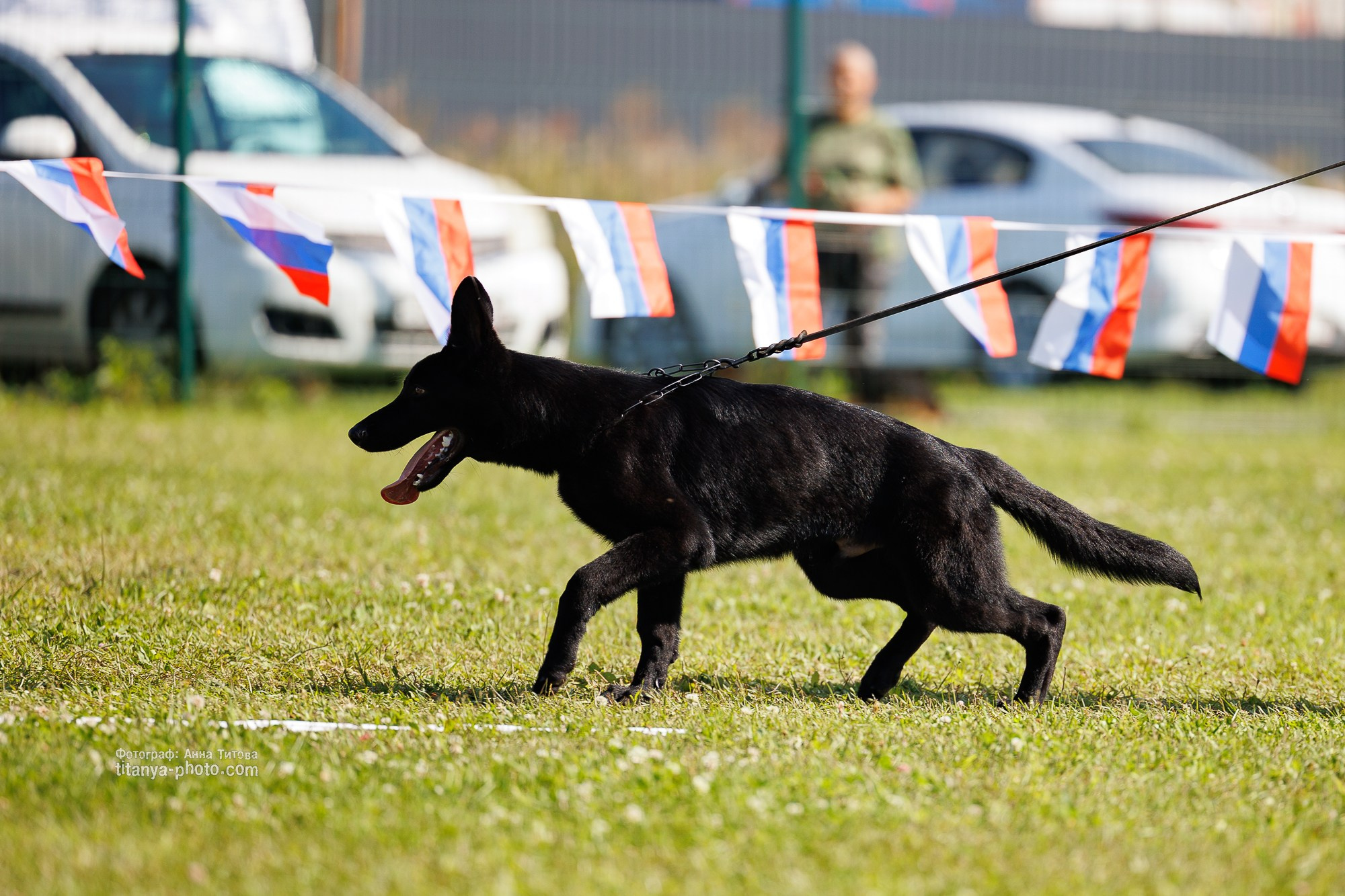 Немецкие овчарки: фото из рингов и вне ринга, мутпроба (фотографии с выставок). Фотограф собак, фотограф-анималист Аня Титова (Titanya). Москва