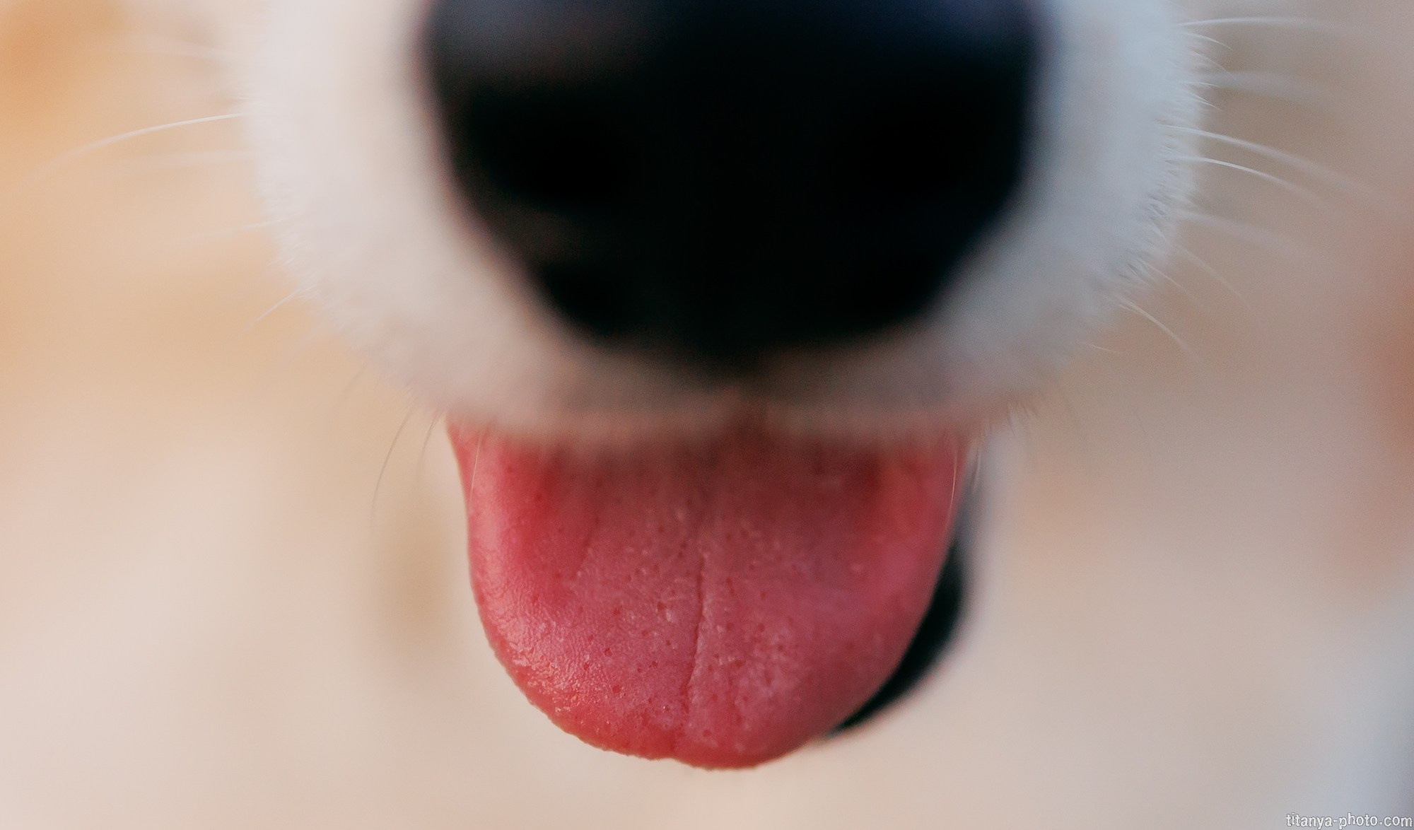 Собака на сене. Фотограф собак, фотограф-анималист Аня Титова (Titanya). Москва