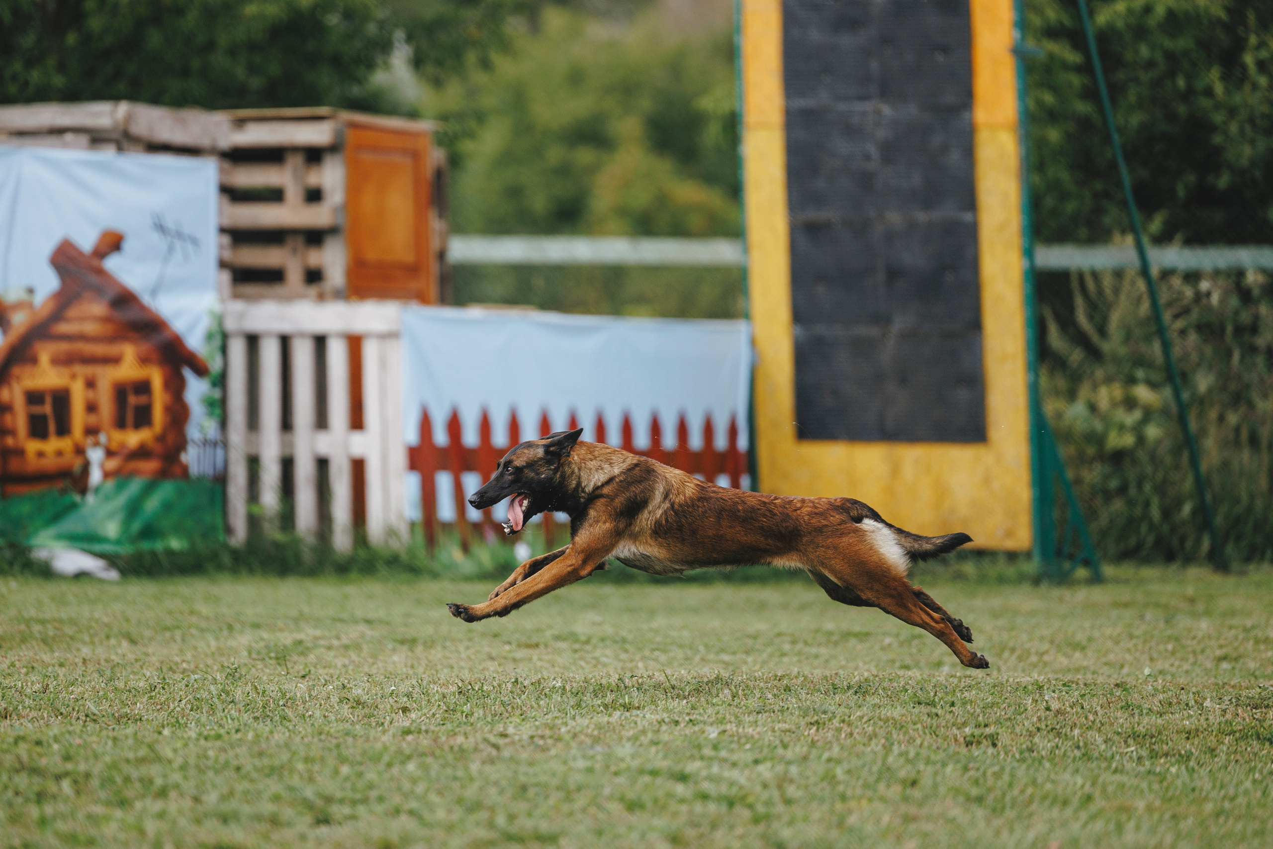 08.08.25-10.08.25 ЧР по мондьорингу г. Вологда. Фотограф-анималист Анна Маринич