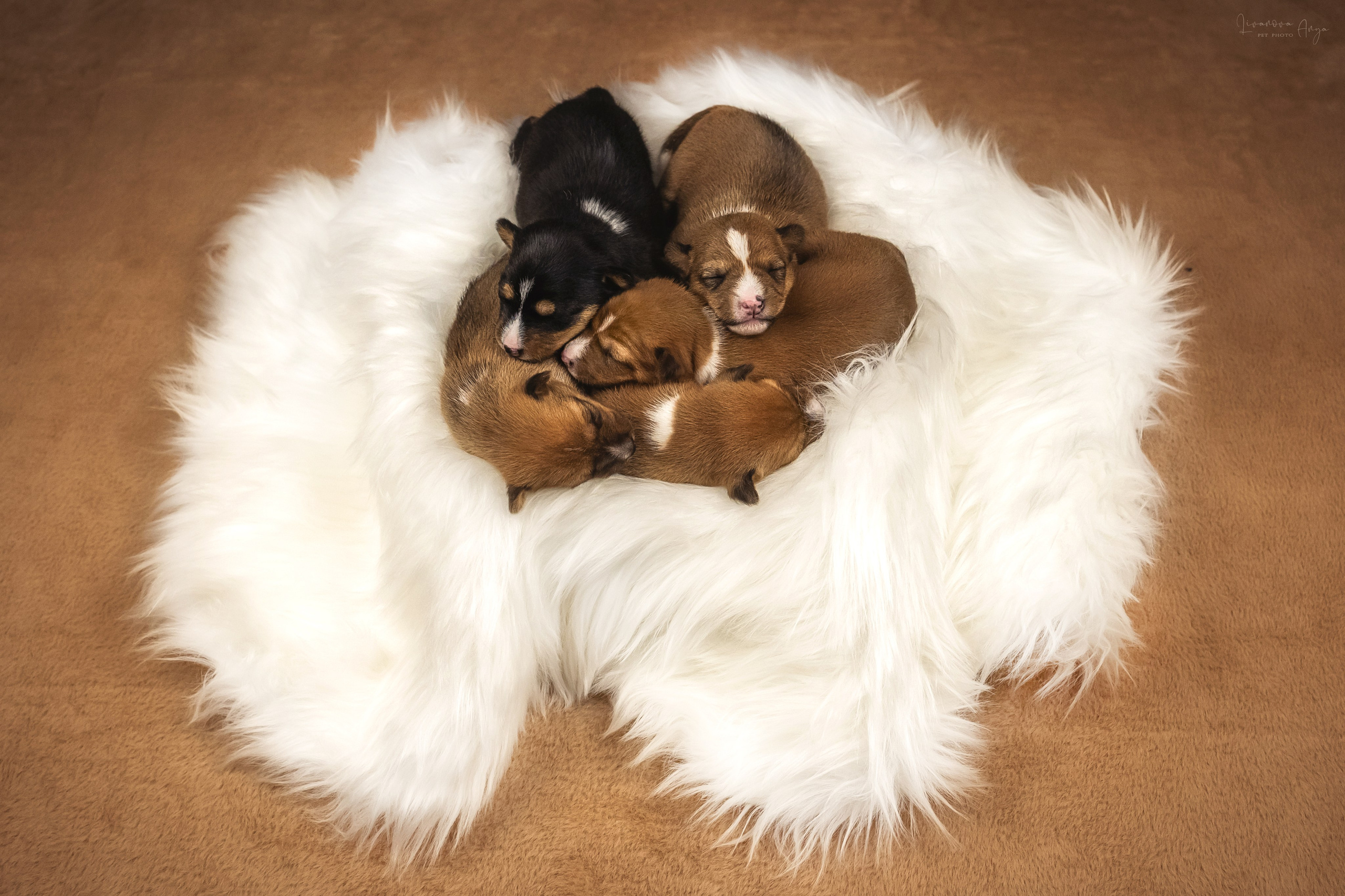 Басеньки. Фотограф анималист Аня Ливанова | Рыбинск