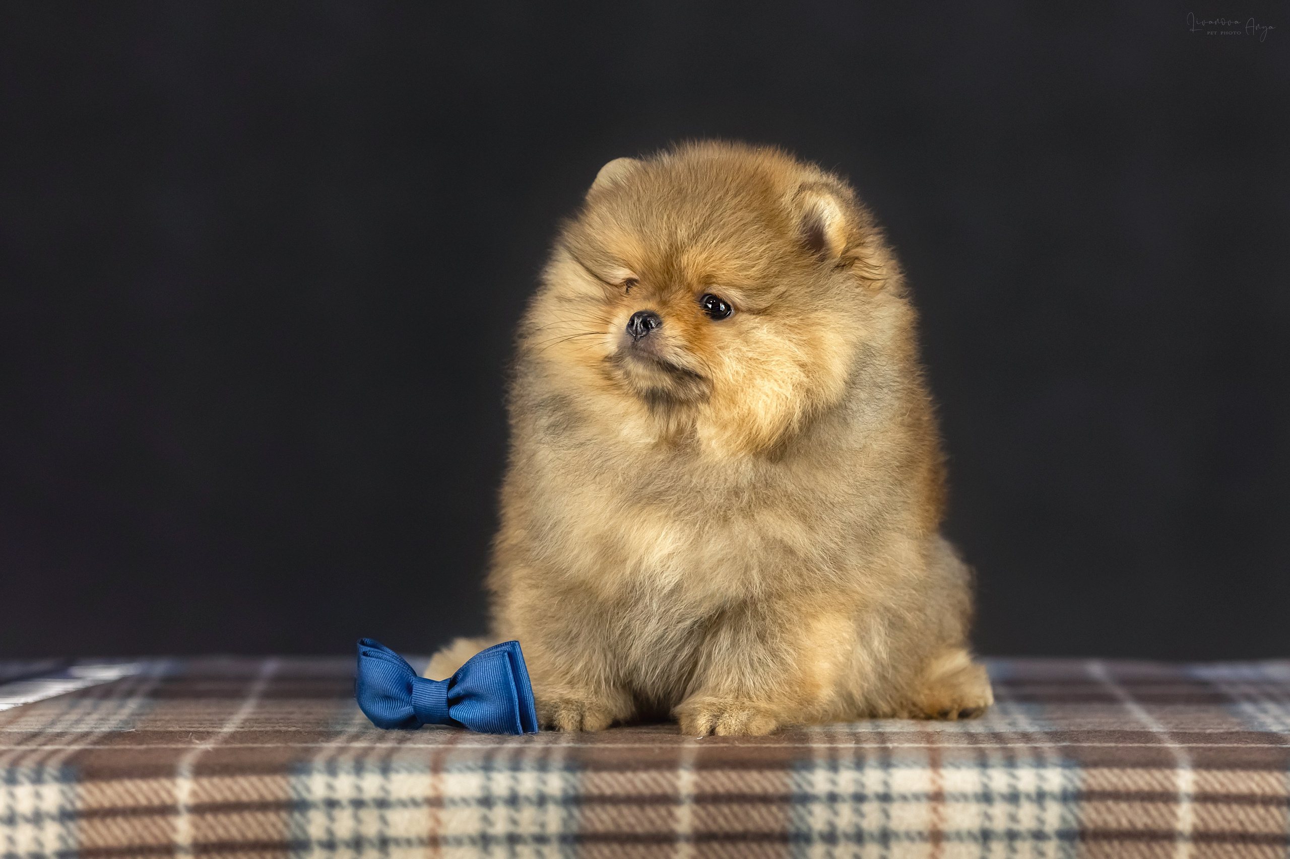 Шпикачки. Фотограф анималист Аня Ливанова | Рыбинск